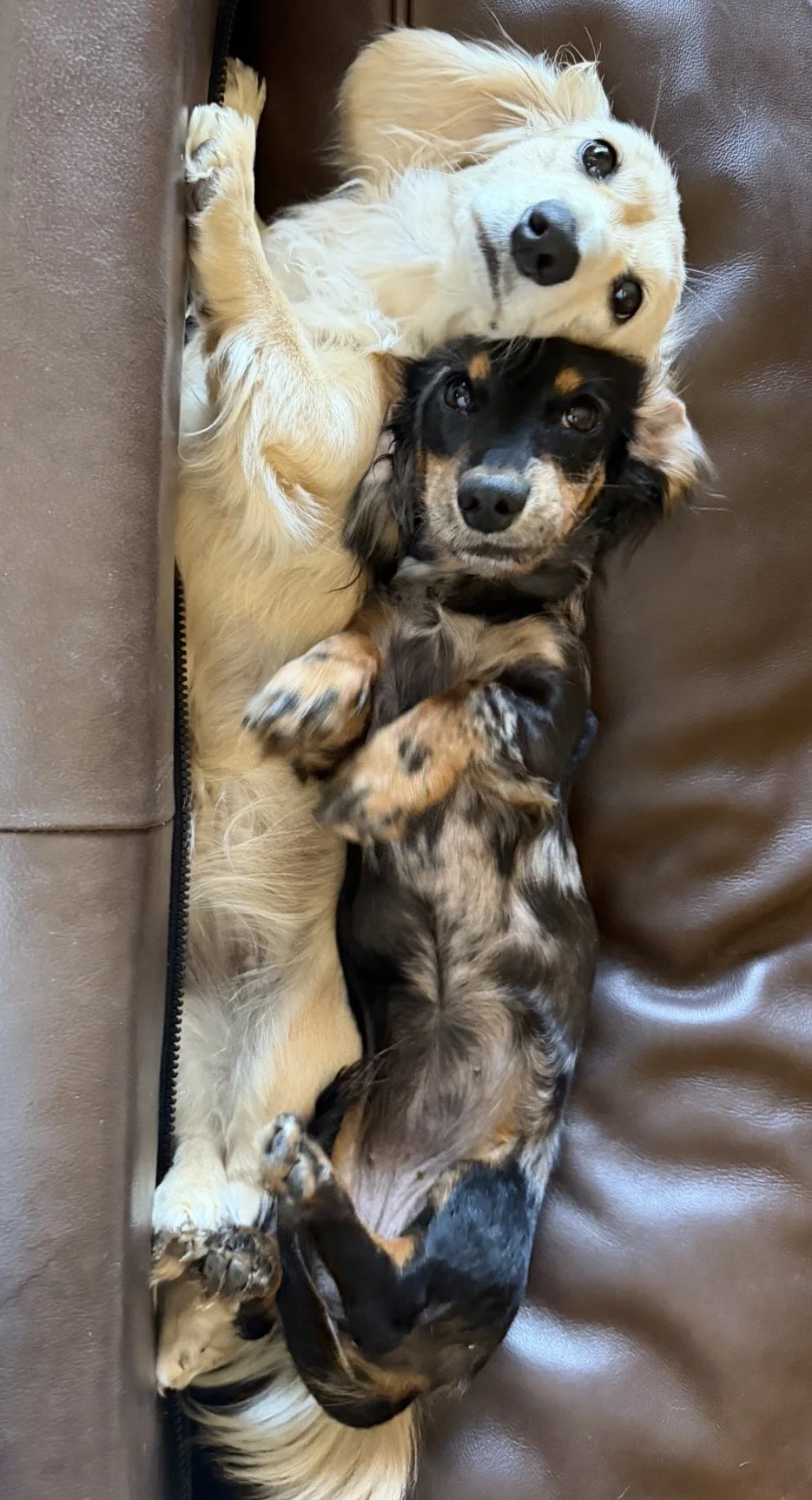 longhair dachshunds