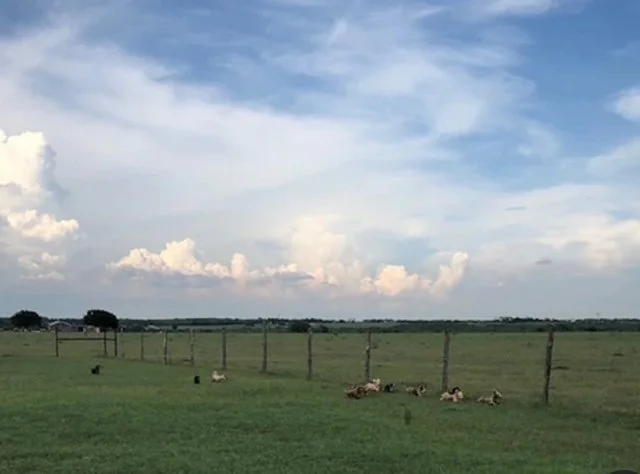 muddy river dachshunds ranch puppies