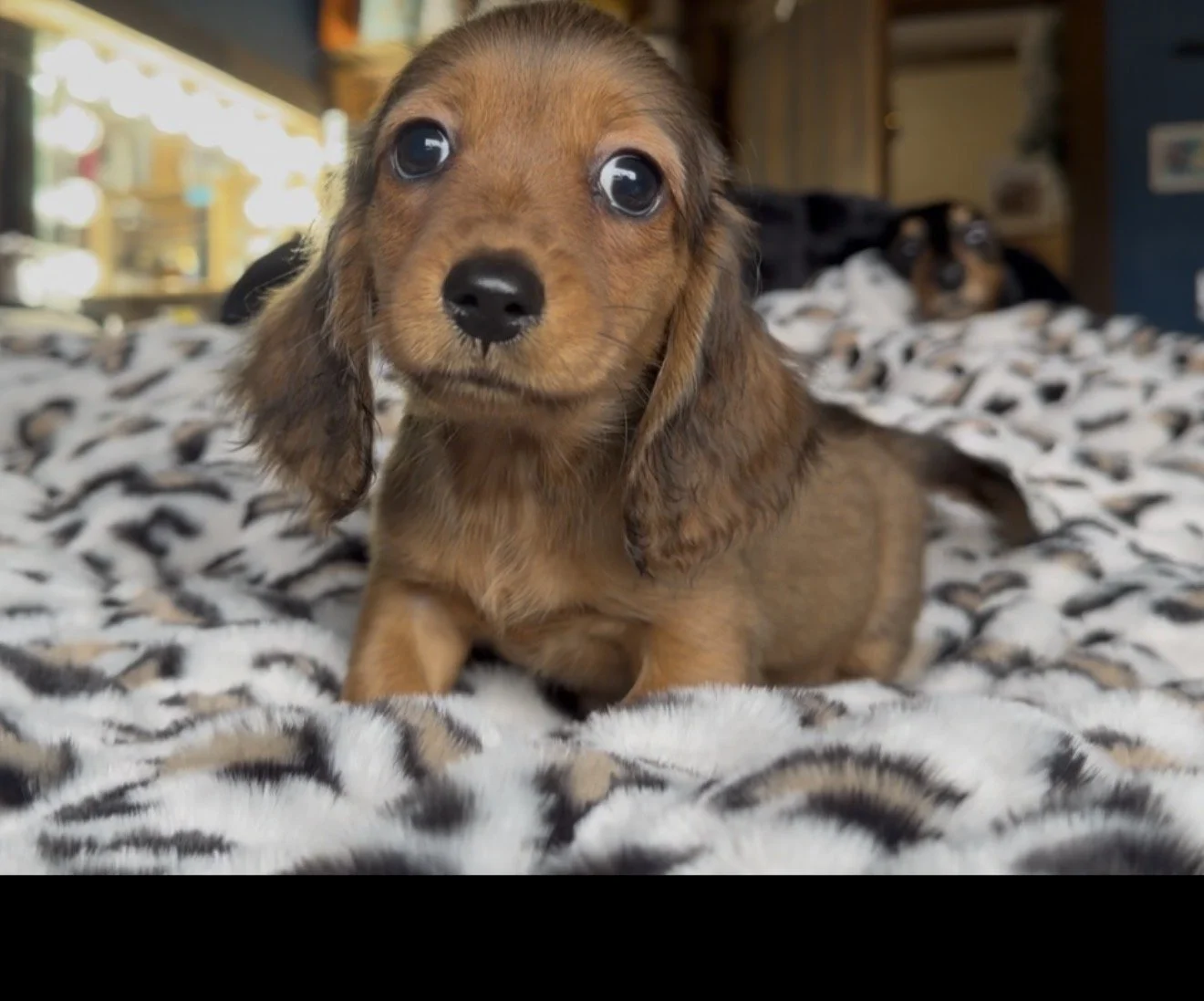 🐶 I’m Available!