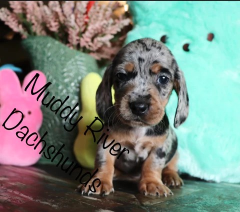 black and tan silver dapple shorthair dachshund.png