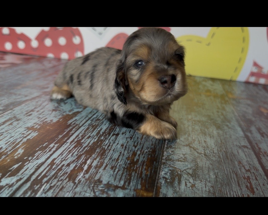 MONTY