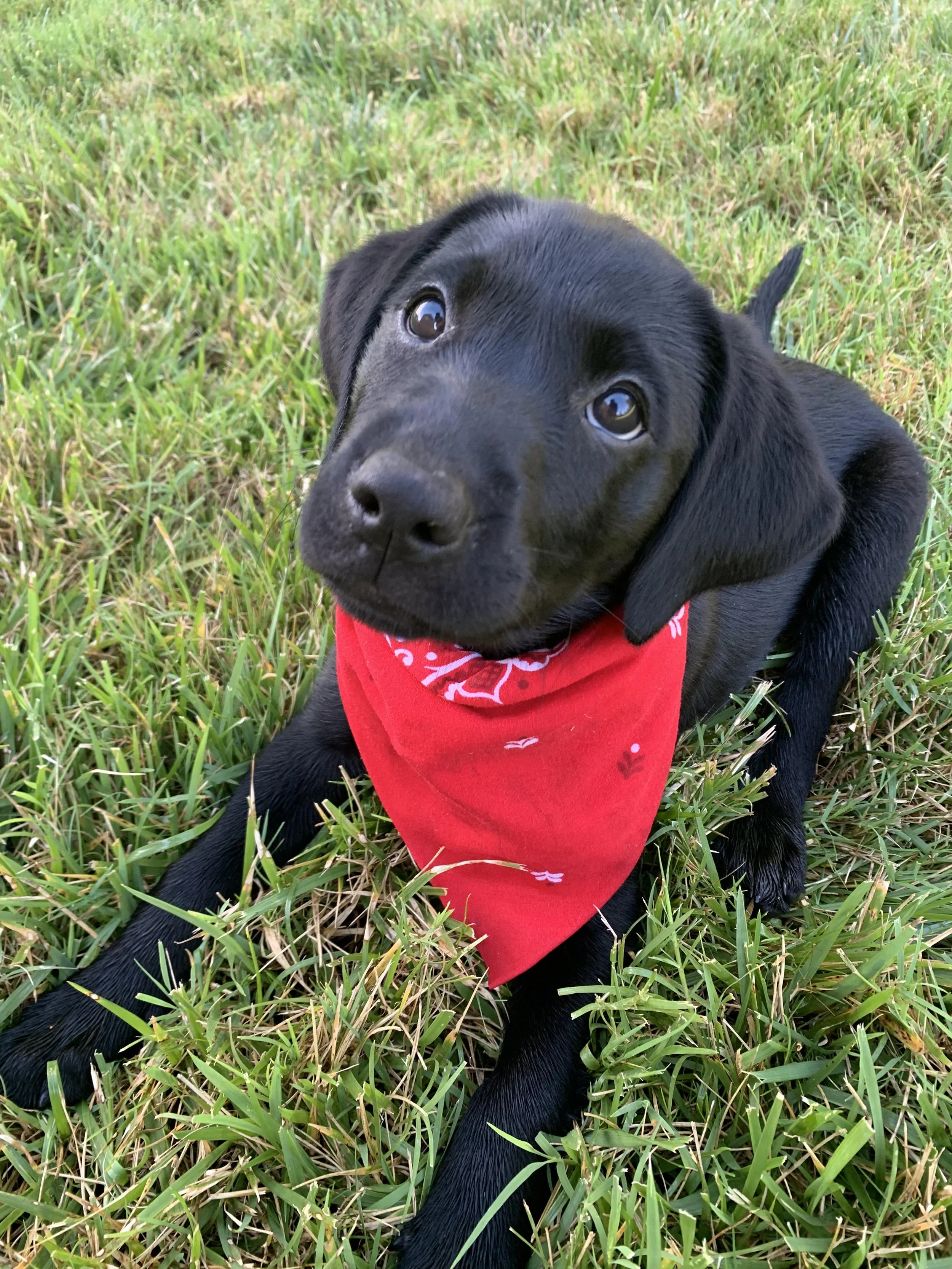 Middle Tennessee Dog Training