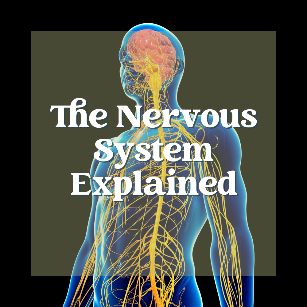 The Nervous System Explained
