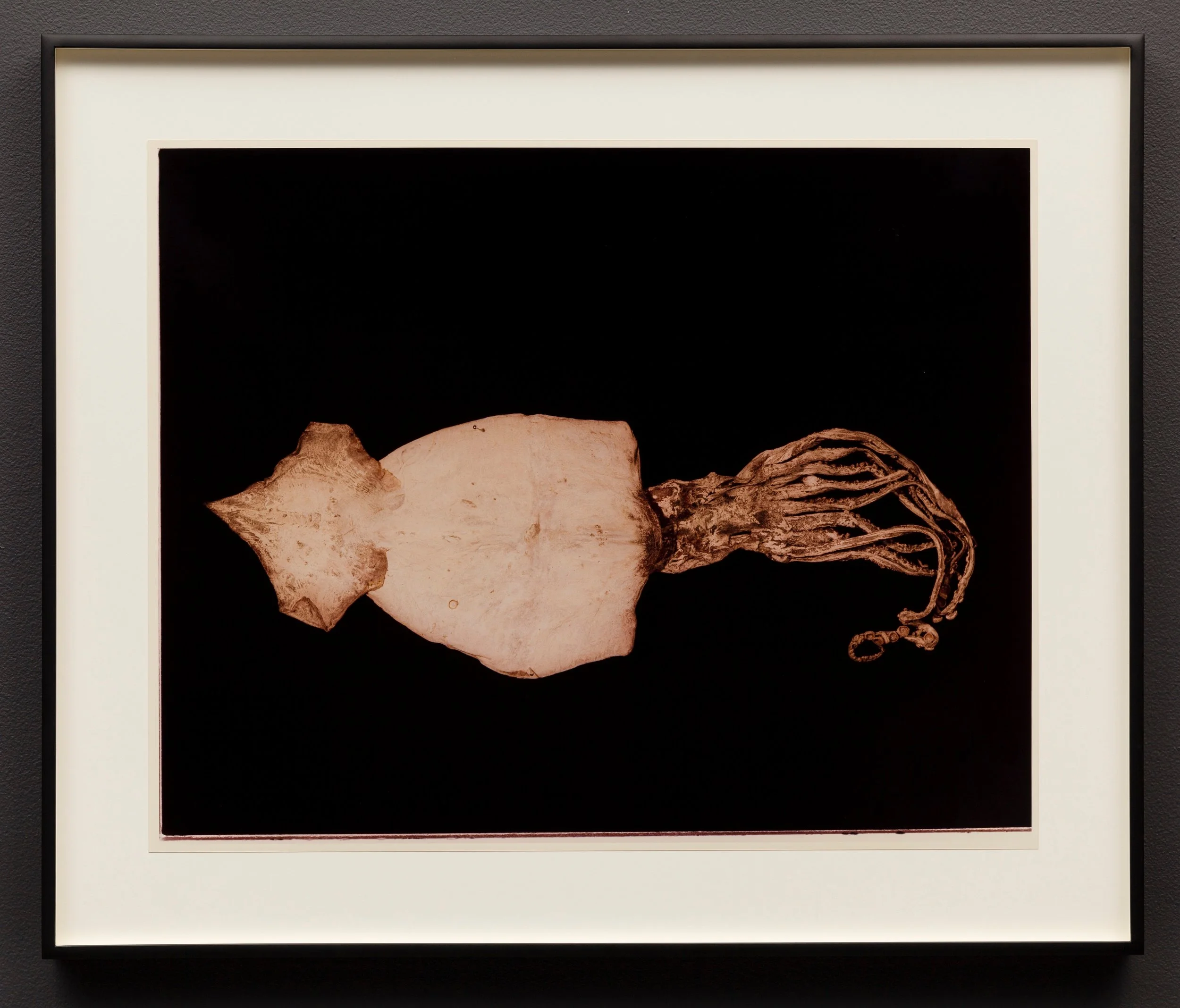 H Frampton jellyfish.jpg