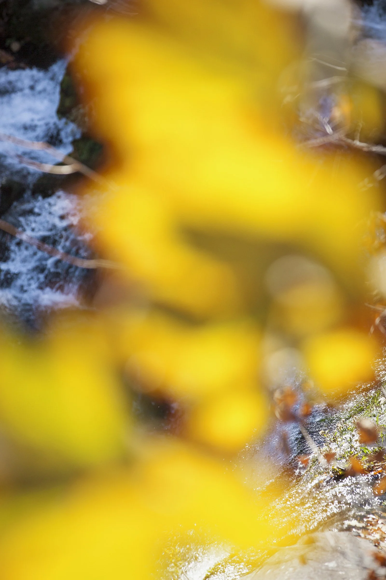 SusanWides_10.27.14_12.43.47, 2017, 60x40 in.jpg