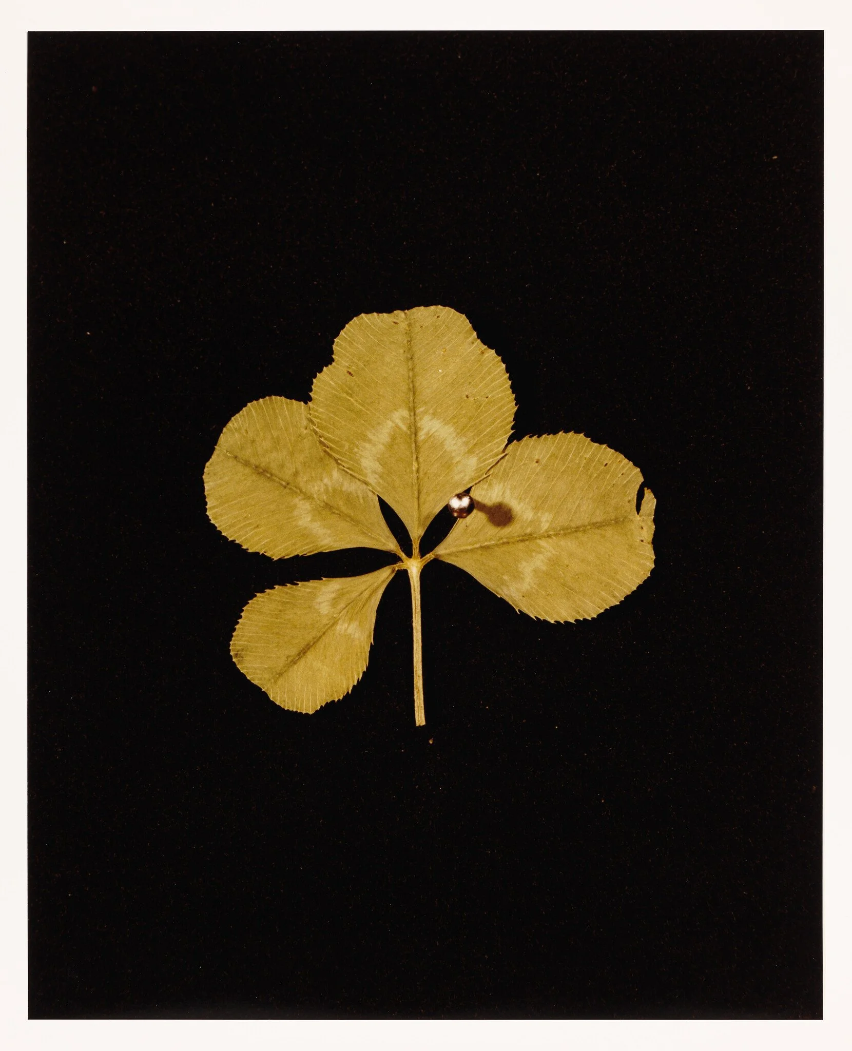 H Frampton clover.jpg