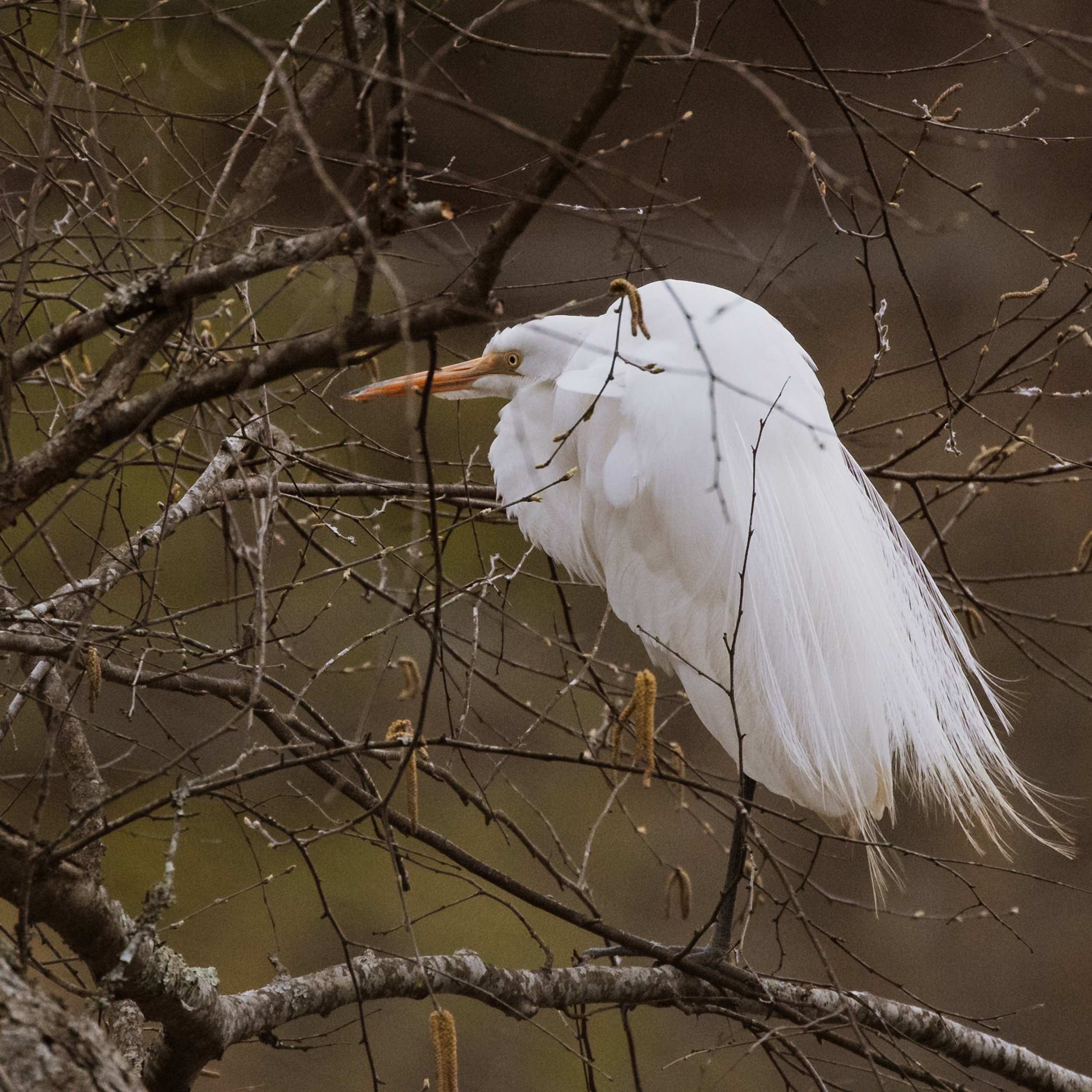 CAB-Workshop-Reconnecting-Birds-2.jpg