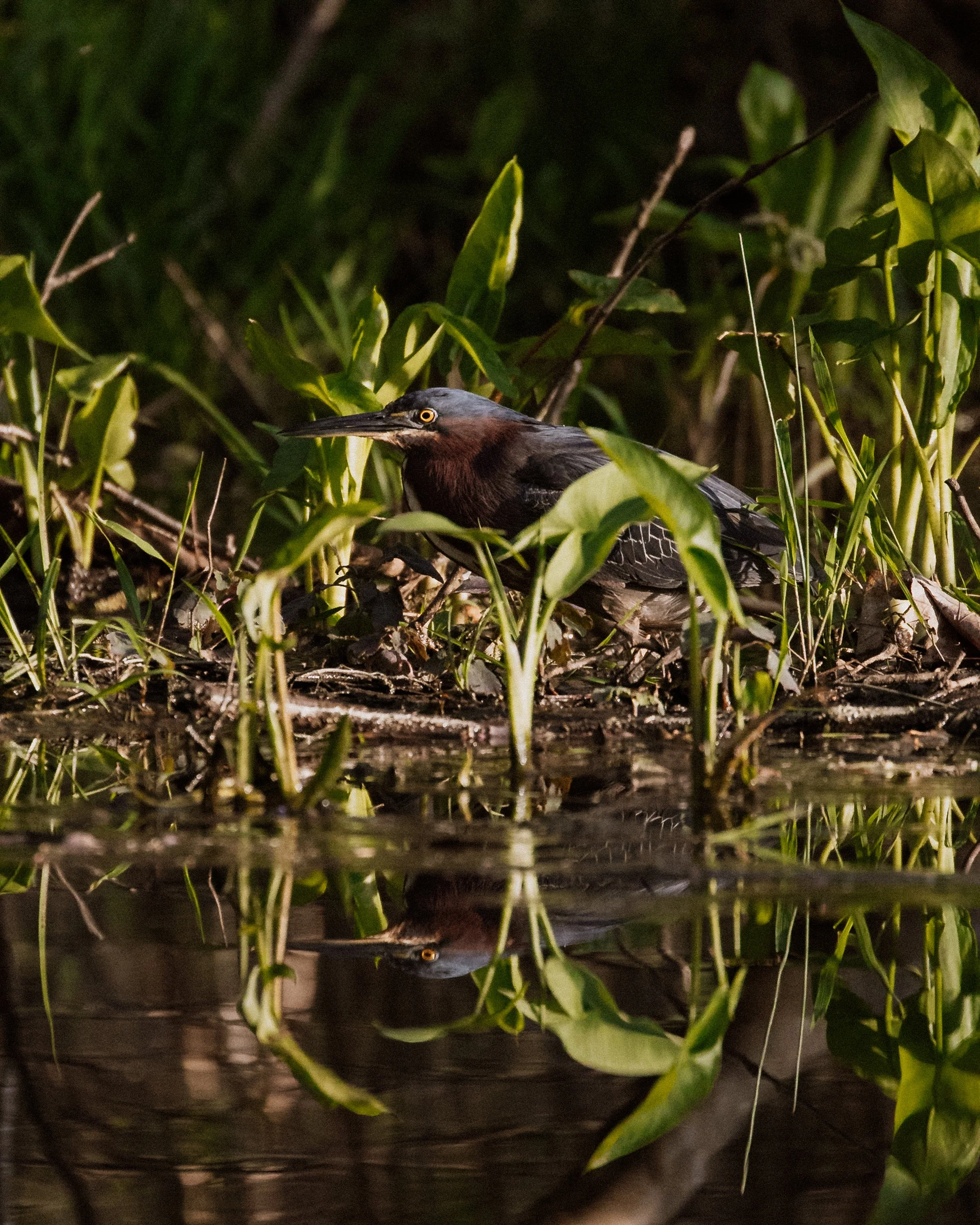 CAB-Workshop-Reconnecting-Birds-4.jpg