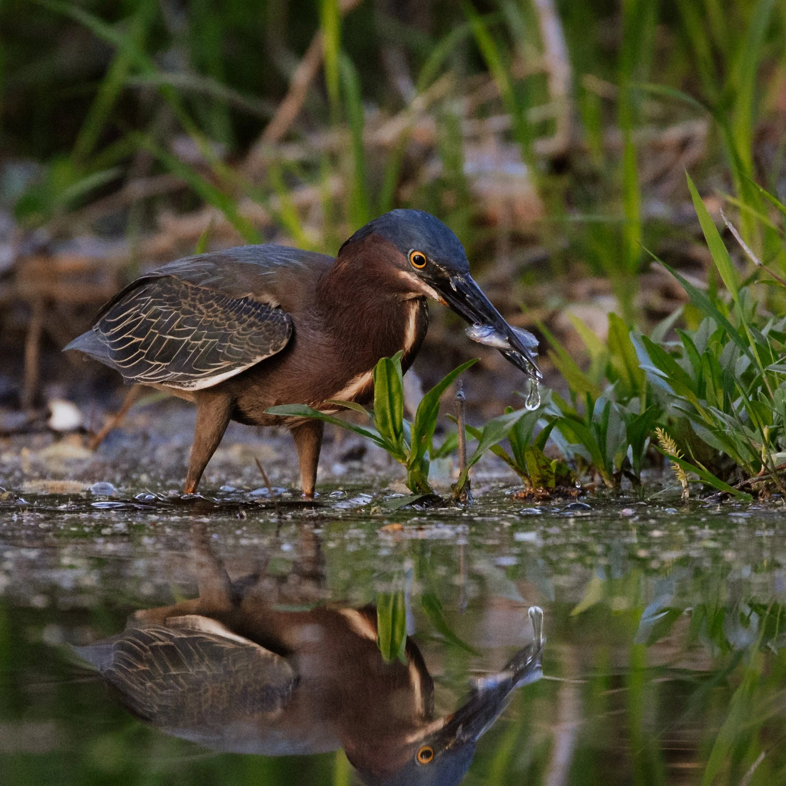 CAB-Workshop-Reconnecting-Birds-6.jpg