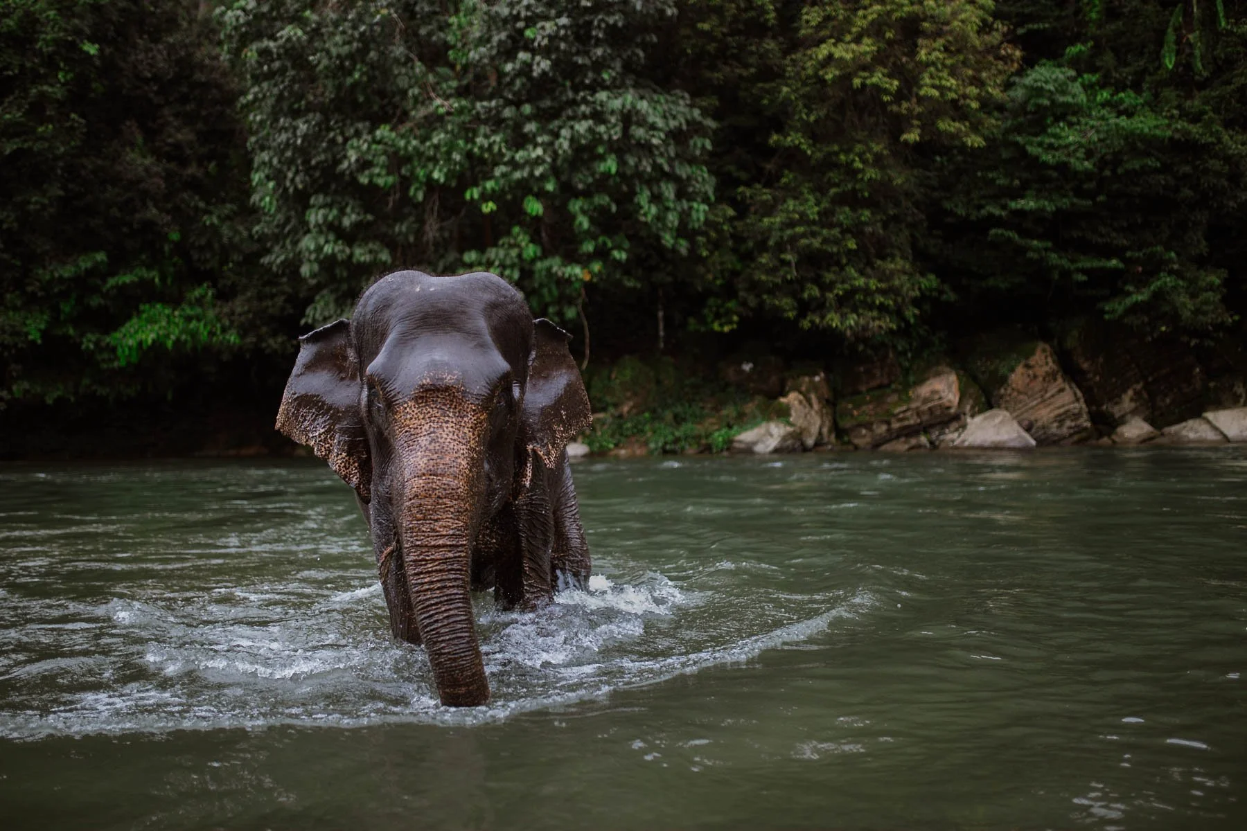 Caravan-Art-Bazaar-Jungle-Branch-Elephant-Sumatra-1.jpg