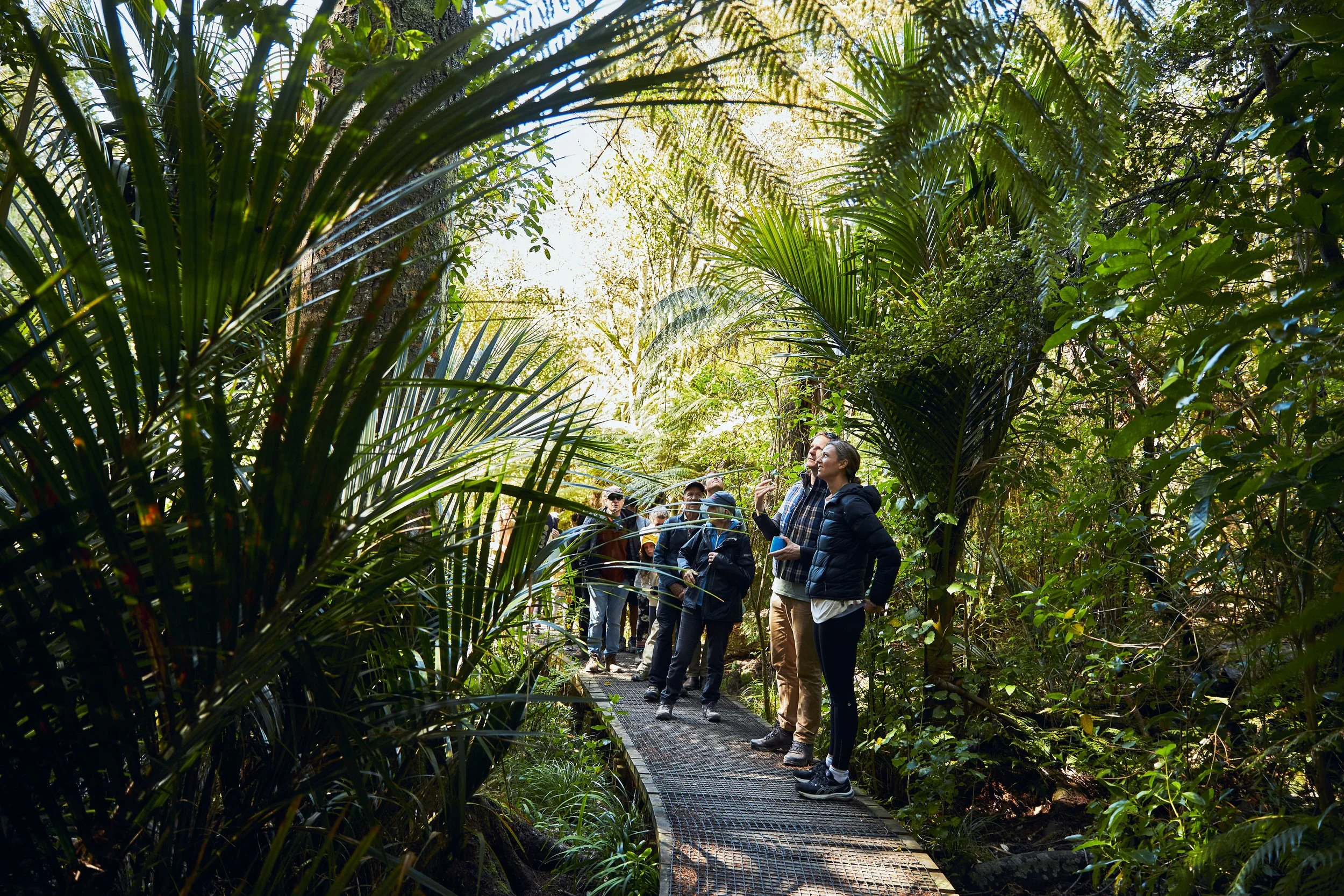 Photo of a group of people on a boardwalk in the bush looking up at native palms