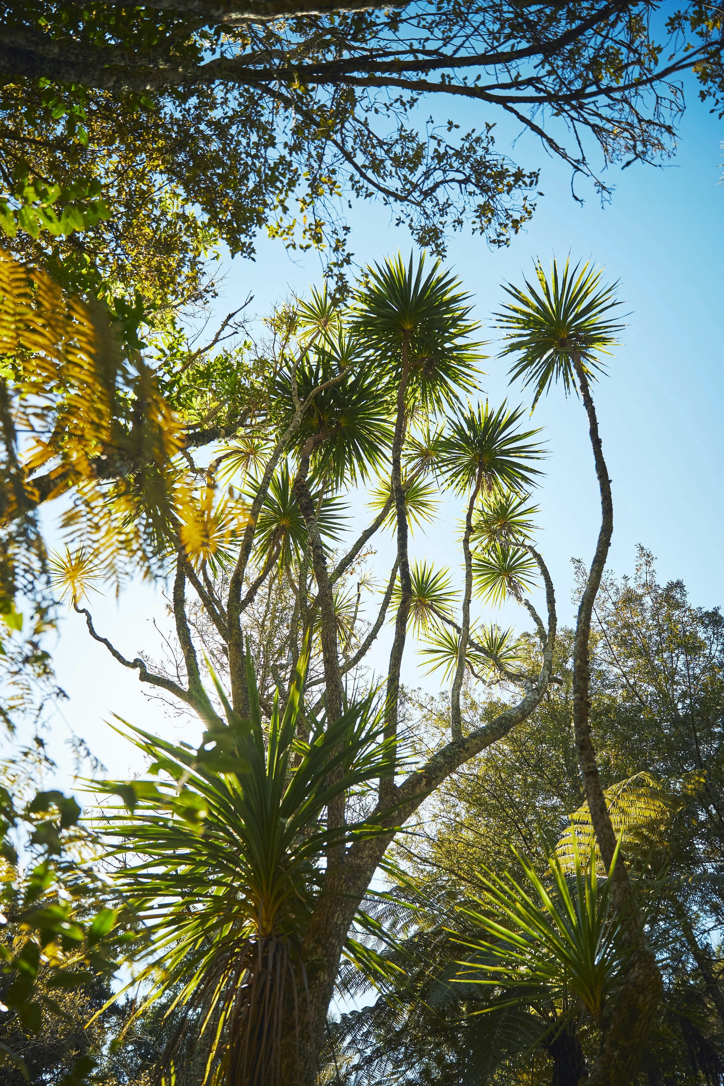 Image of trees looking up from the ground with blue sky in the background