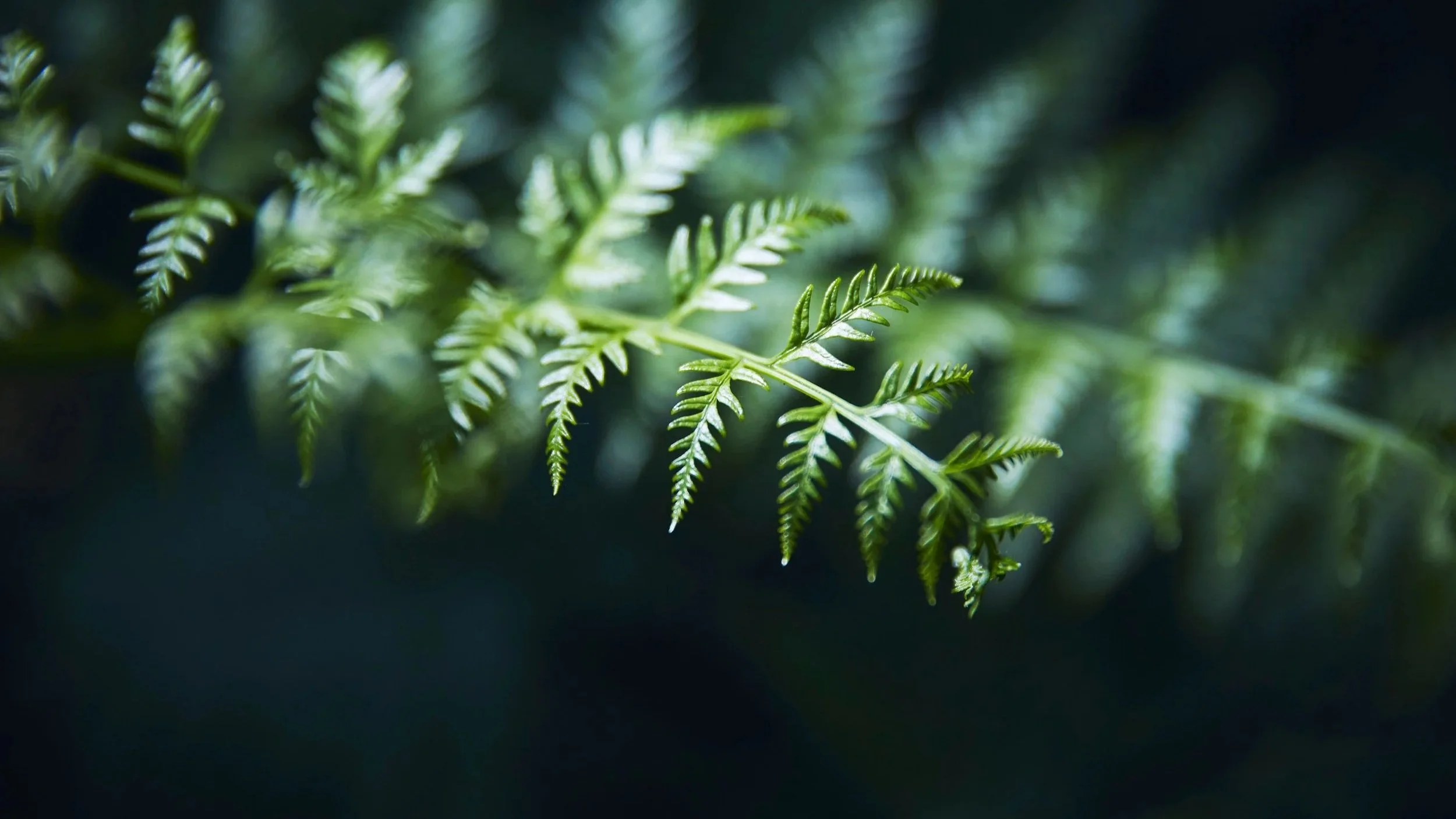 Close up image of a fern leaf
