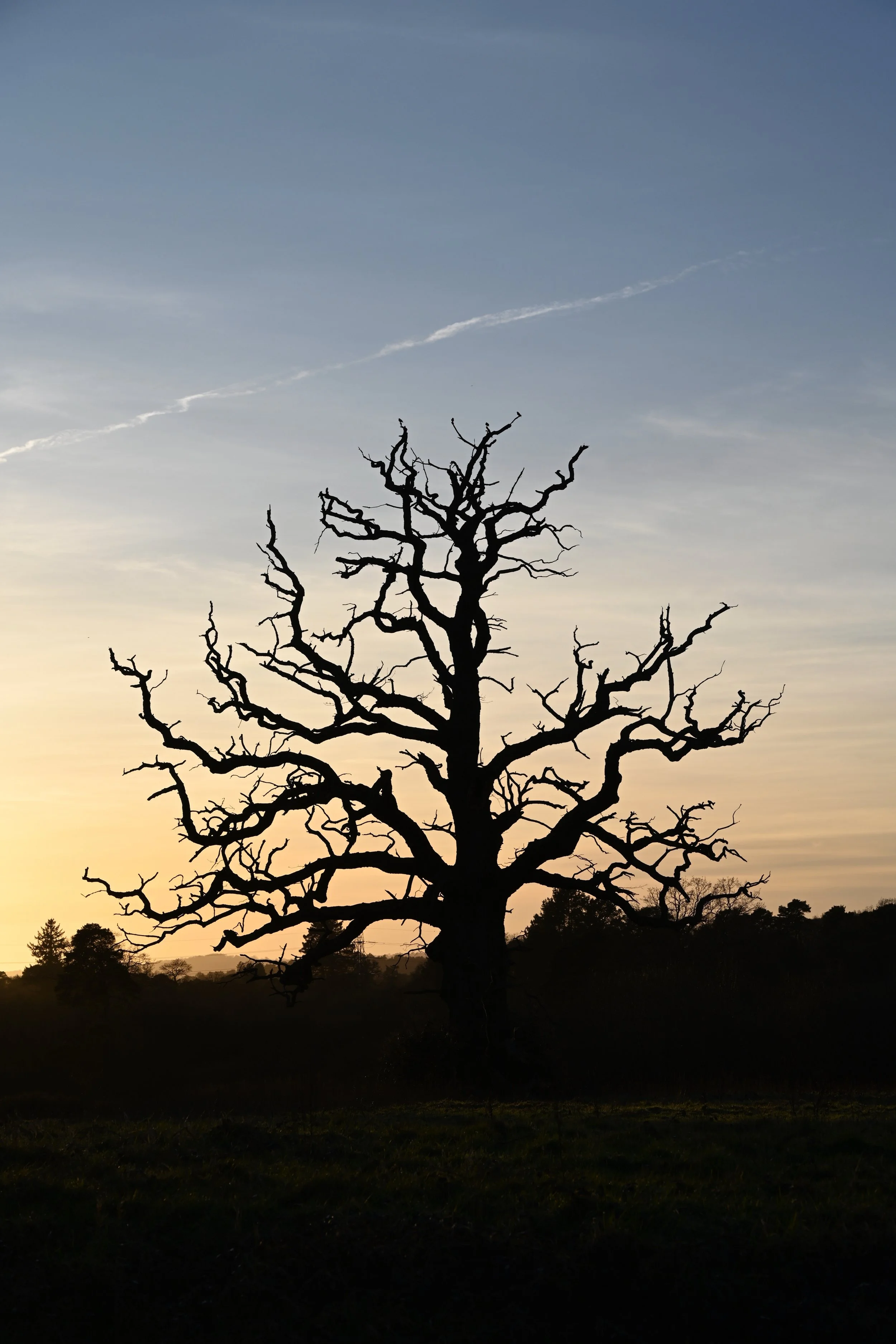Liphook Tree