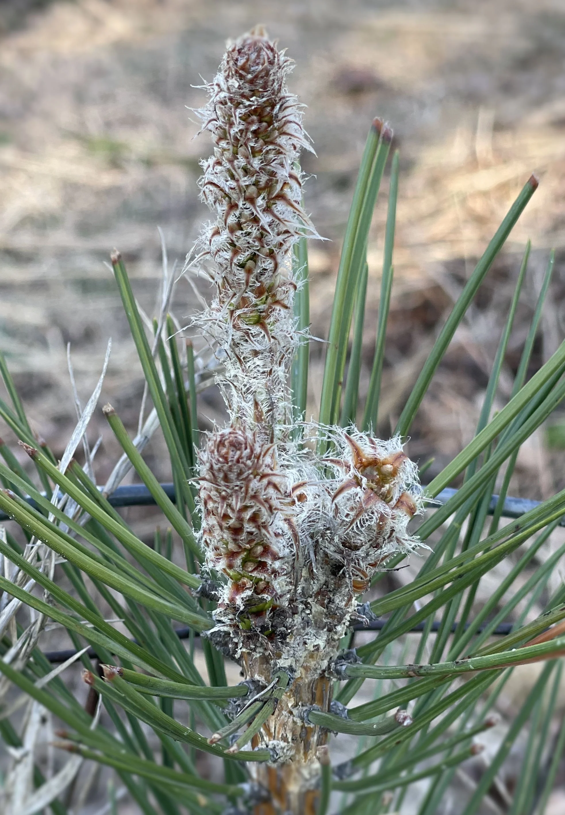 pine tree cropped and focused.jpg