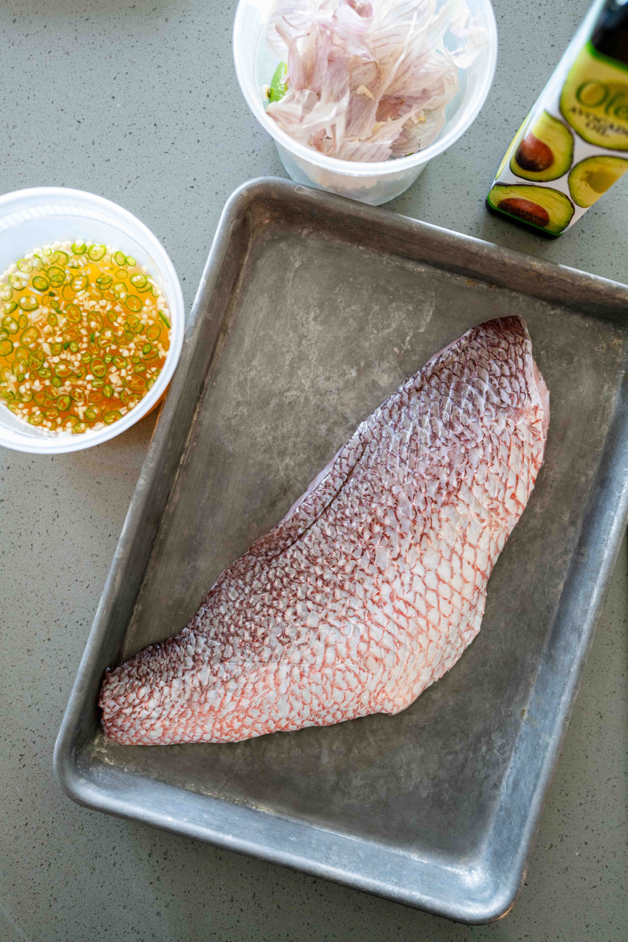 20240518-RedSnapper-5.jpg