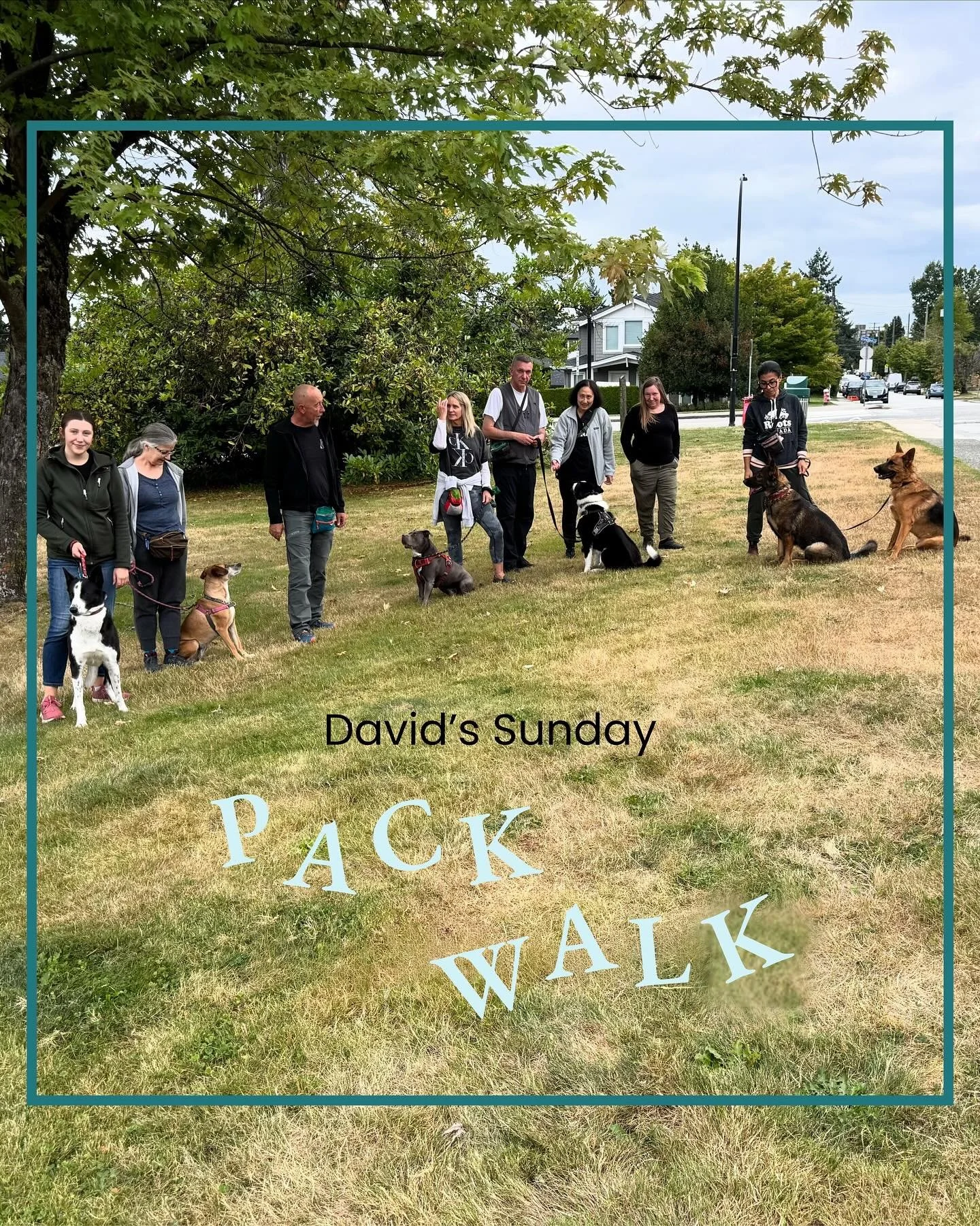 Did you know David runs weekly pack walks?!

We got to stop by today and loved seeing everyone out working so hard with their pups 🐕

✏️We invite students who have completed some foundation work with us, either in a group class or 1-on-1, to join Da