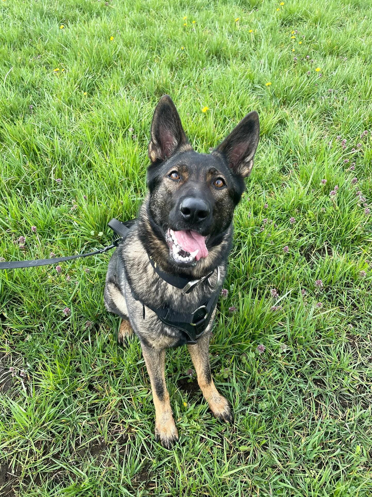 Happy International Dog Day from a few of the dogs of K9 Leadership! 🐾

🐕 Kenya, Prill, Jax, Nova, Willow and Emma!

Give your pup an extra hug, cookie, ball, or whatever they fancy today! 🎾🦴💙

(And maybe everyday!)