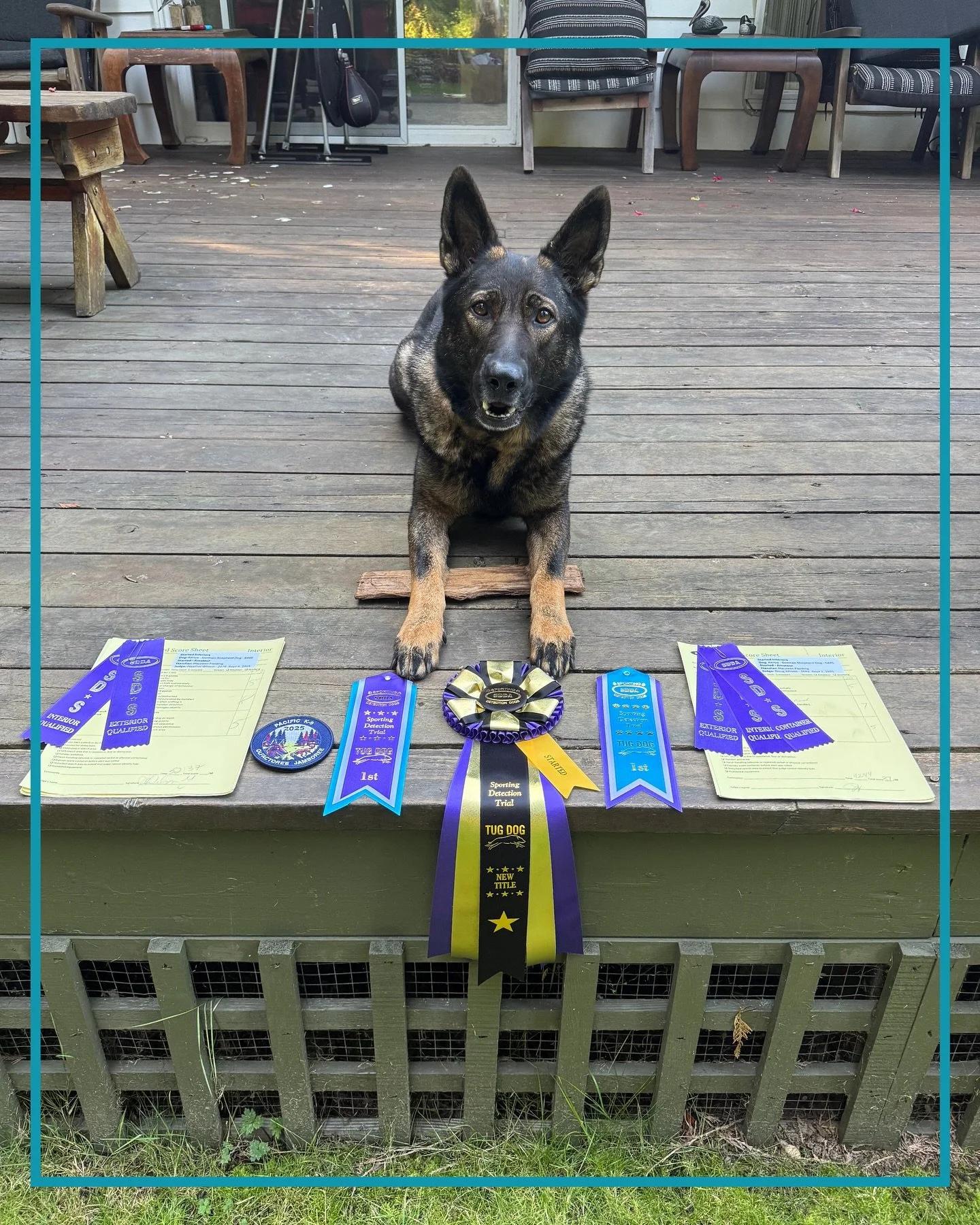 A very late but very well deserved
 🎉CONGRATS🎉

To team Kenya for their recent success at the @sportingdetectiondogs trial hosted by @tugdogtraining 

So impressed with these two! 🐕

We know how much it takes to put on a trial, so a big thank you 