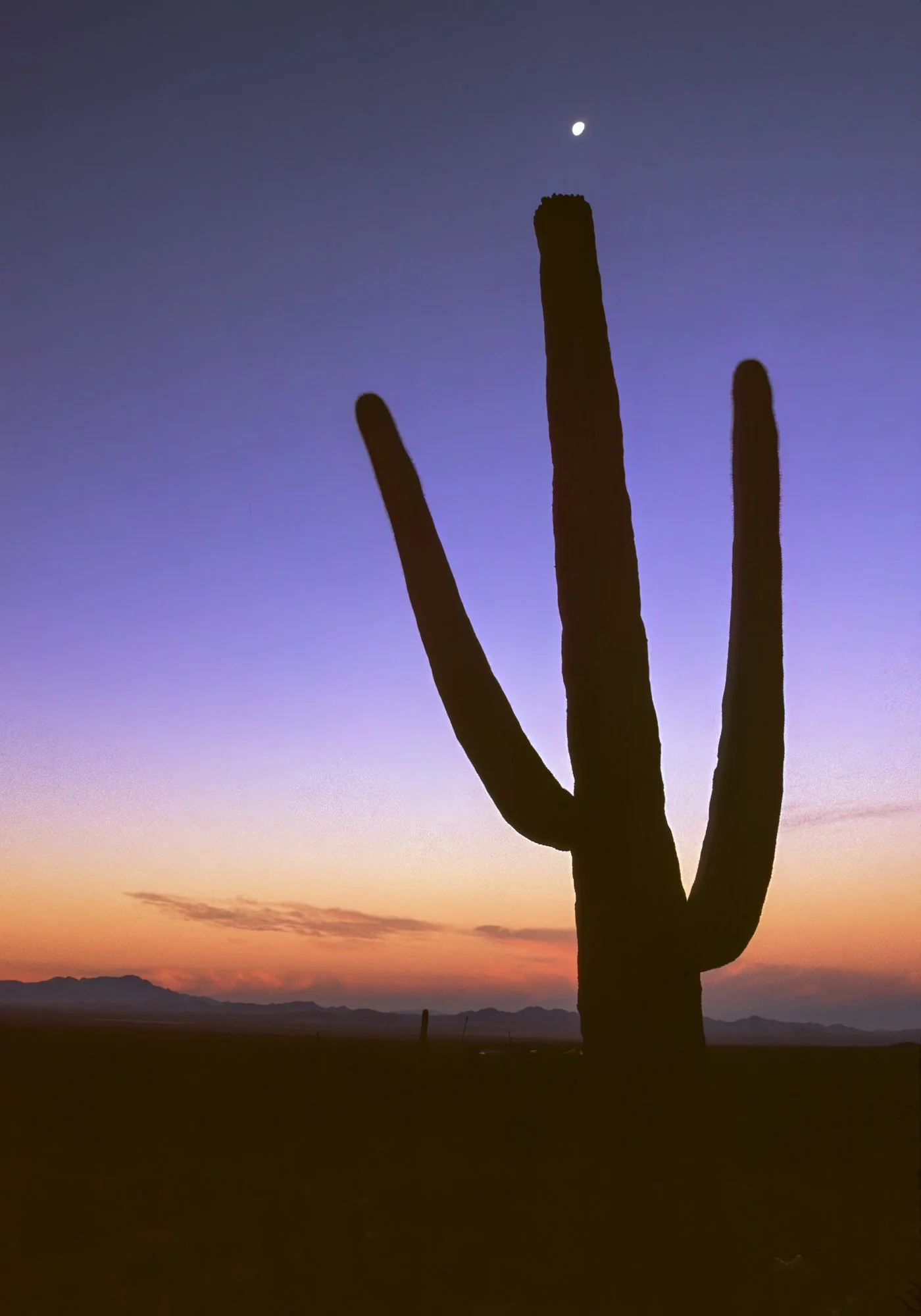 Saguaro Moon V-Edit.jpg