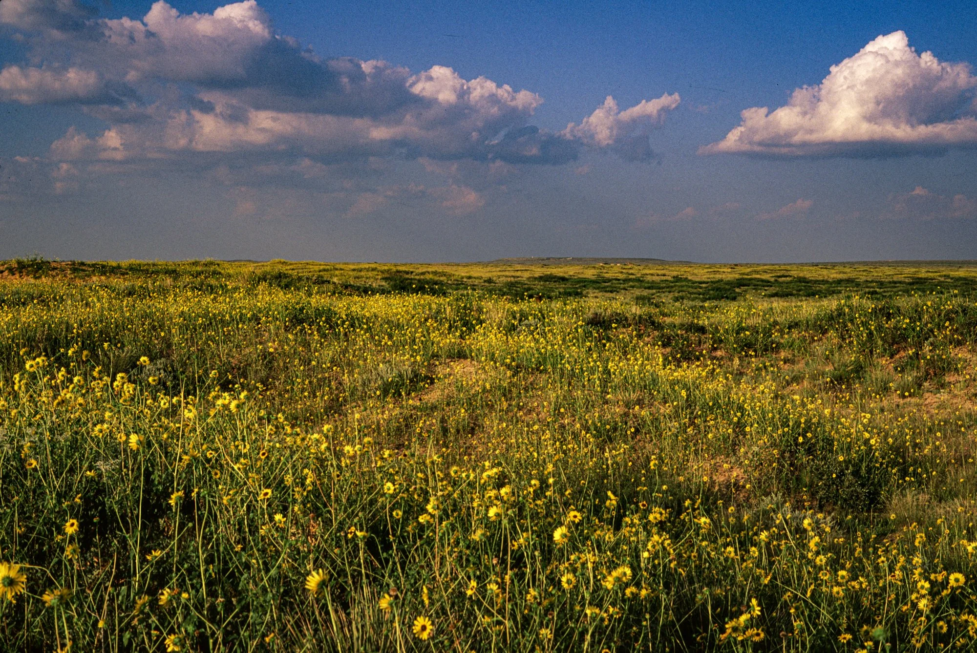 Sunflower Mescalero Sands.jpg