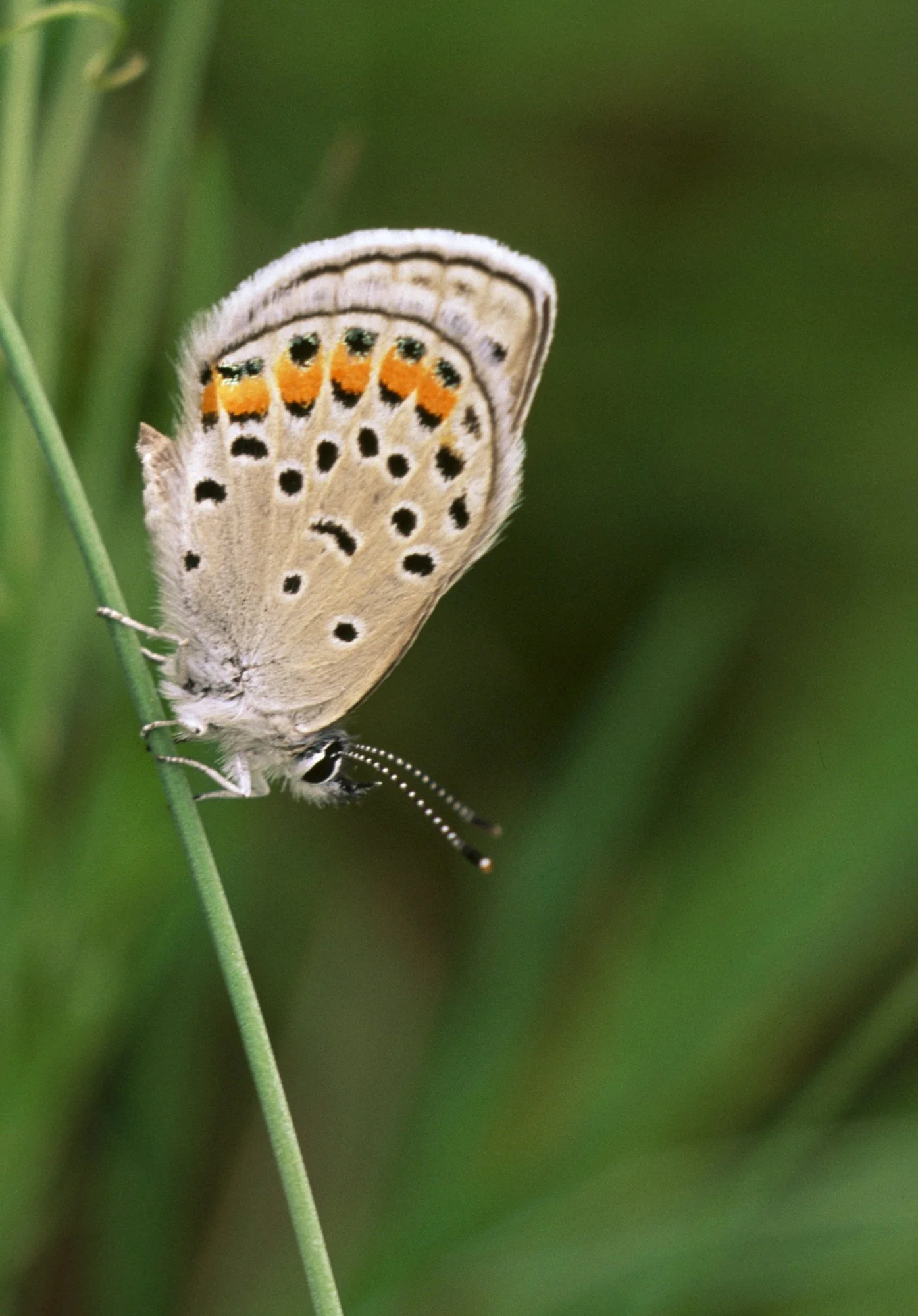 Butterfly on Stem-2.jpg