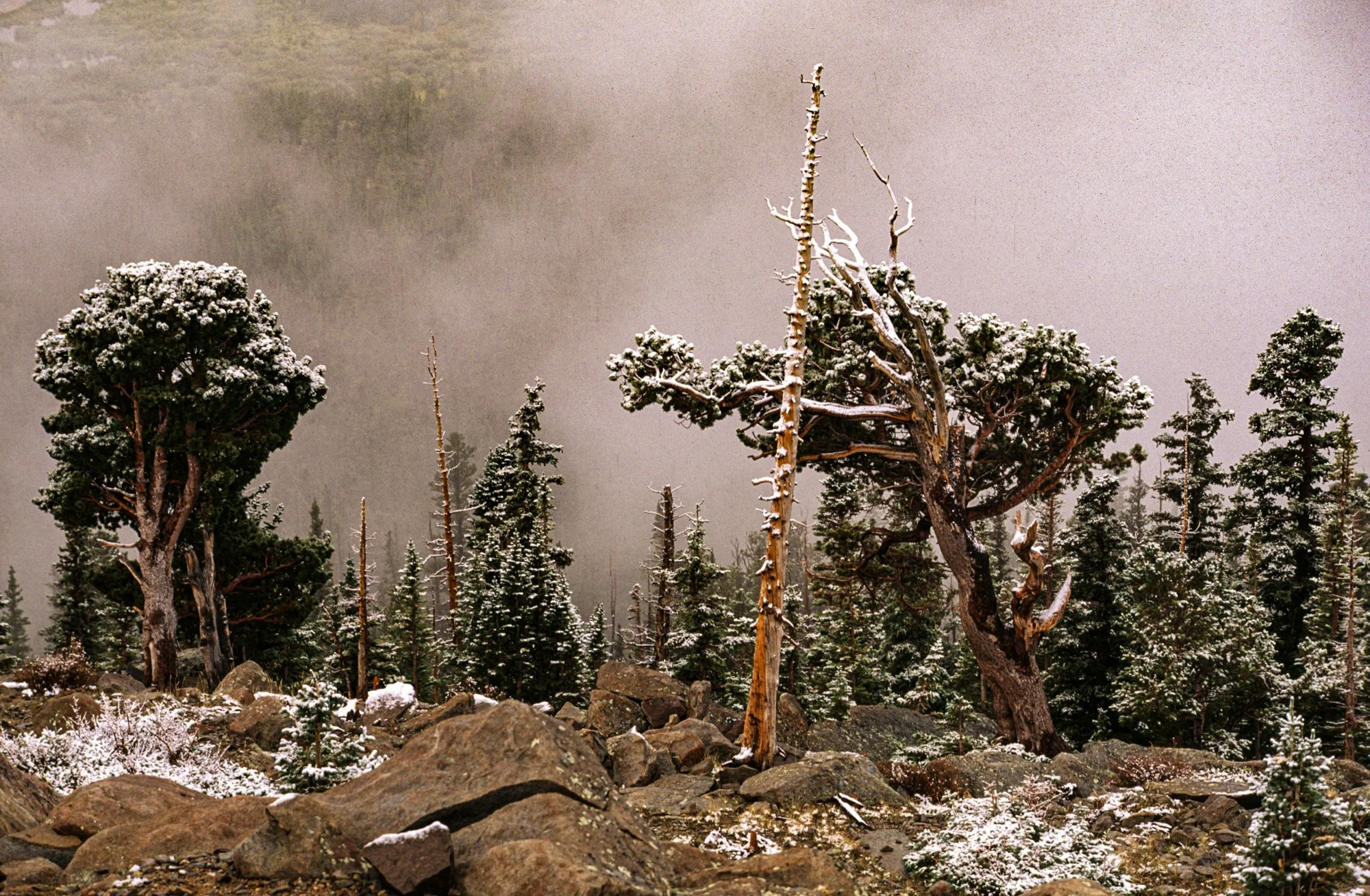 Rocky Mountain National Park Snow and Fog.jpg