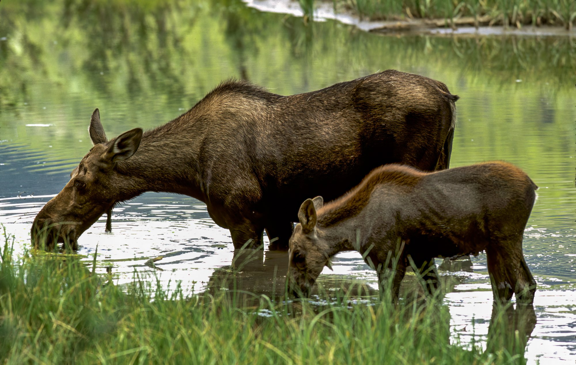 Moose Cow and Calf Rocky Mountain NP-Edit.jpg