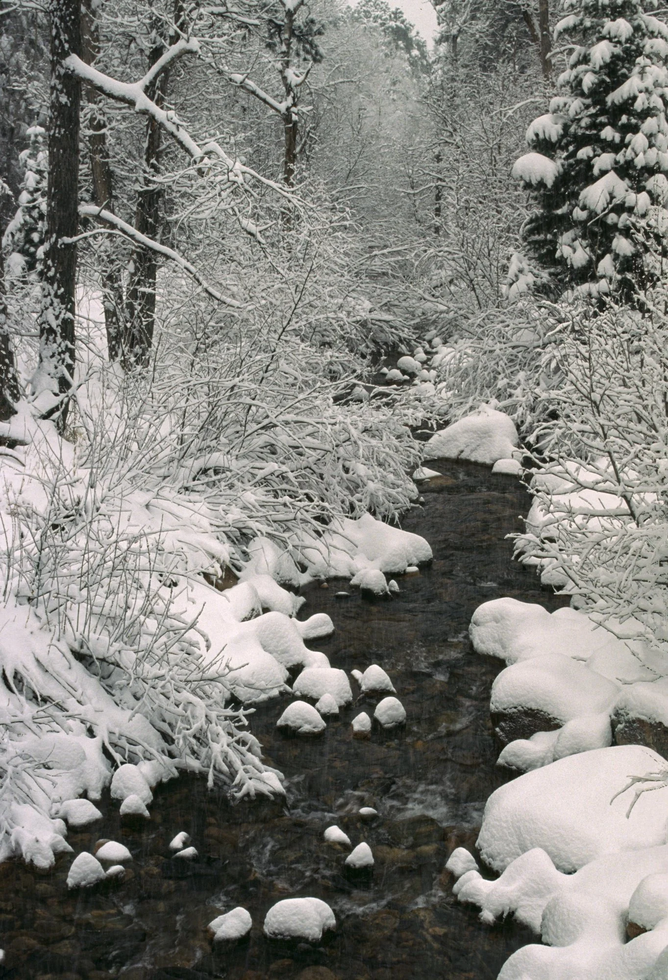Snowy Creek Rye Colorado V-2.jpg
