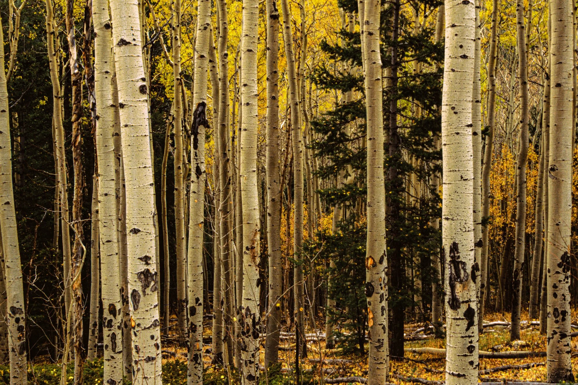 Aspens and Elk Bites Del Norte, CO-2.jpg