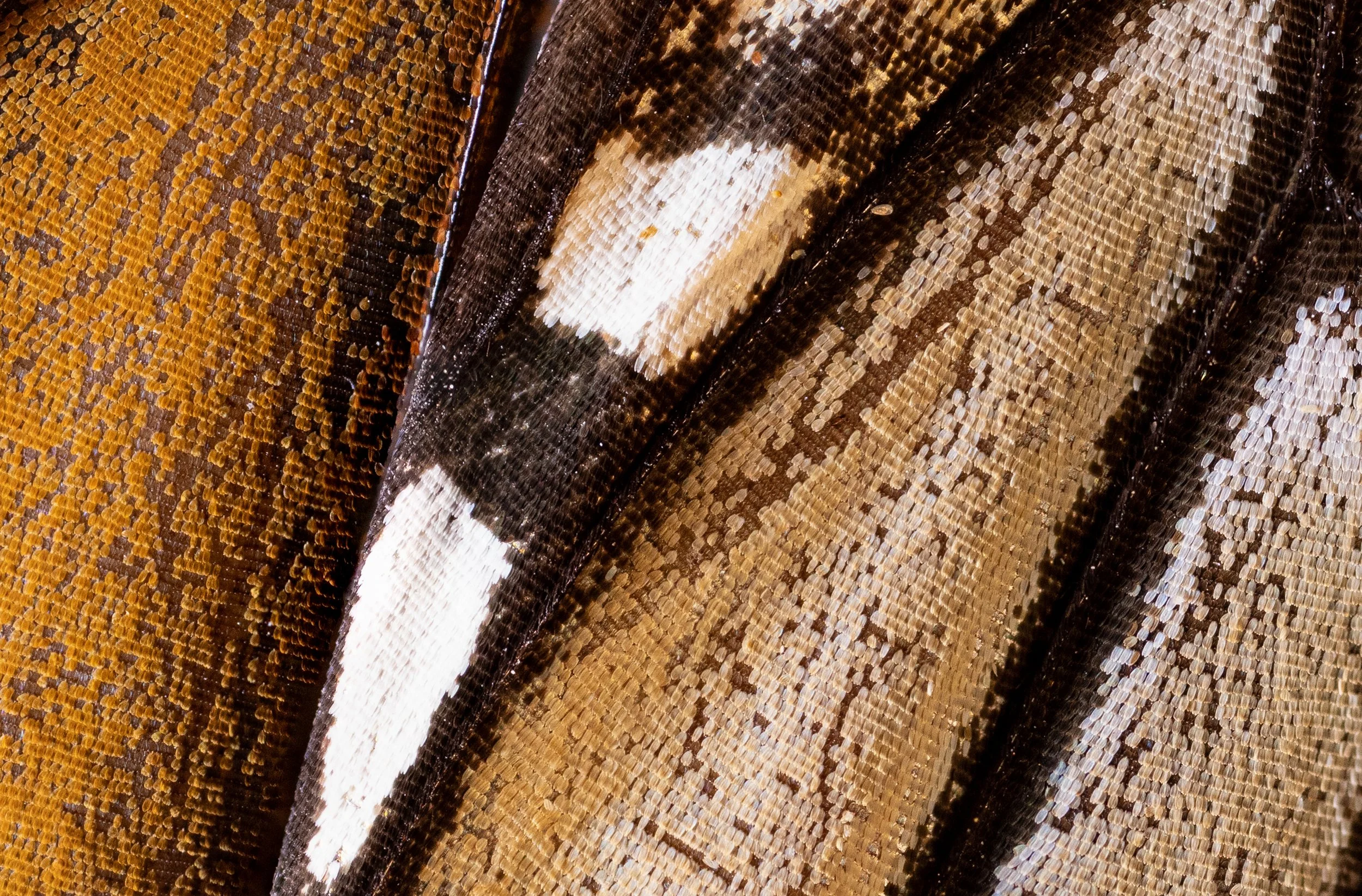 Butterfly Wing-2.jpg