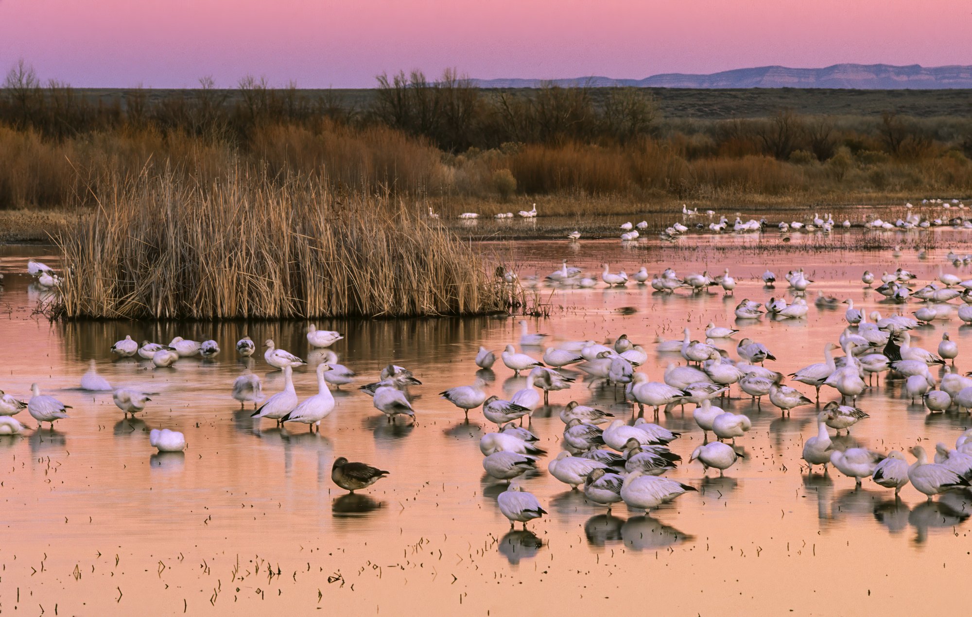 Snow Geese Sunset Bosque Del Apache 3-3-Edit.jpg