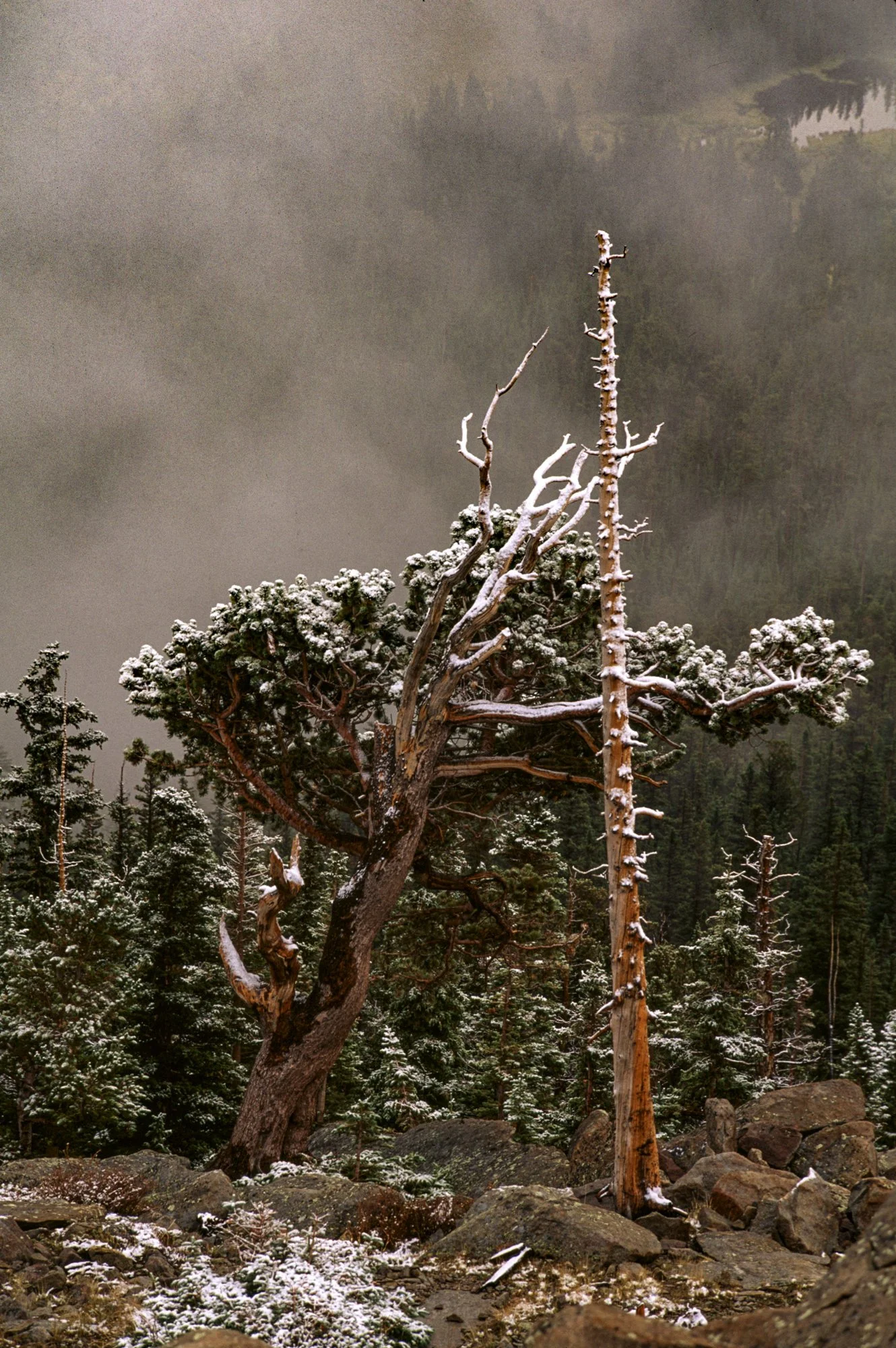 Rocky Mnt NP Snow and Pines.jpg