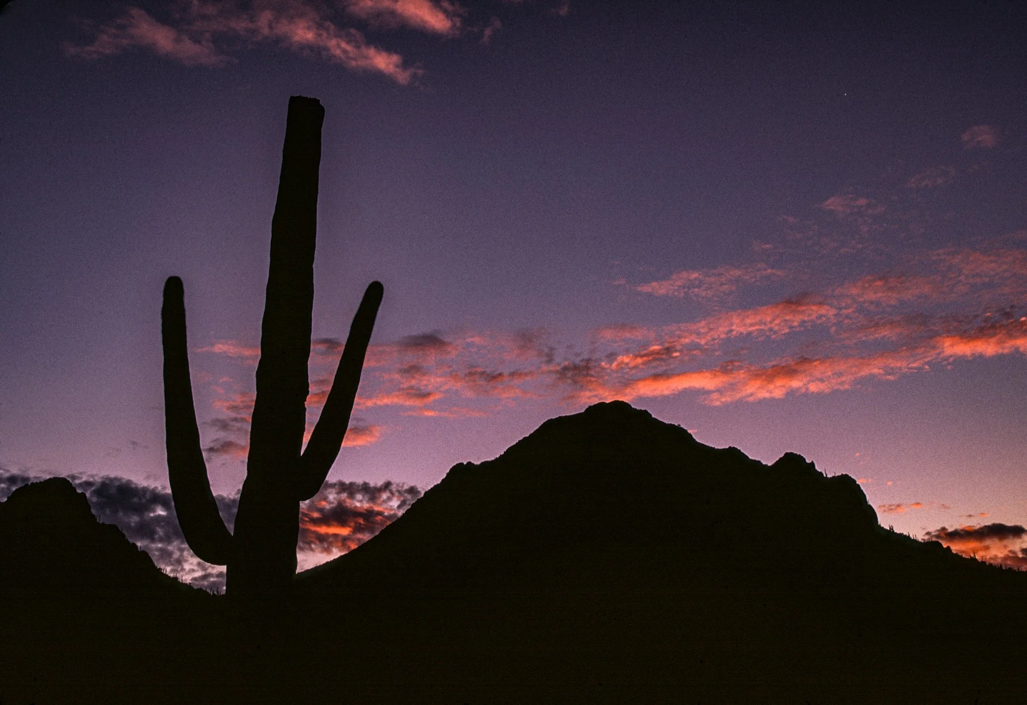 Saguaro Sunset 5-2.jpg