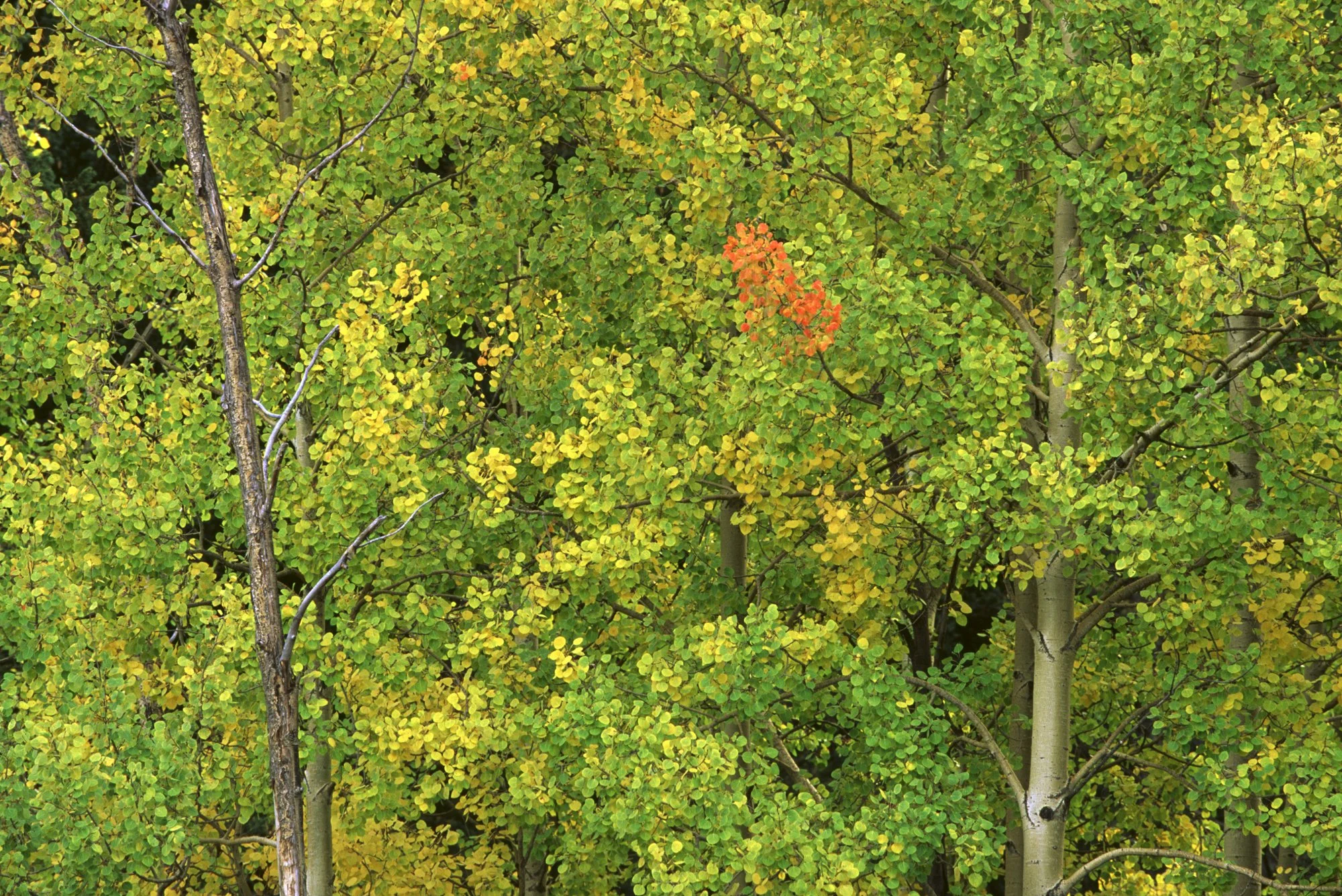 Aspens First Red.jpg