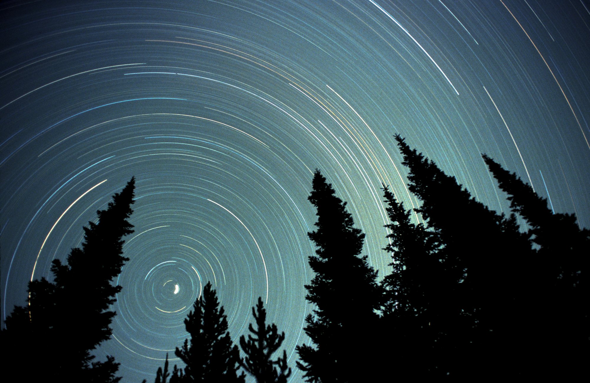 North Star Conifers.jpg