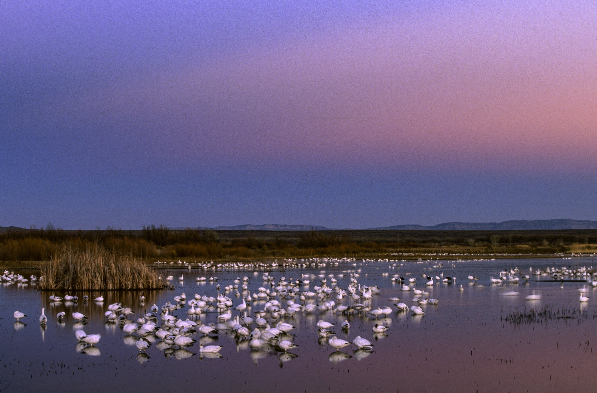 Snow Geese Sunset Bosque Del Apache-2.jpg