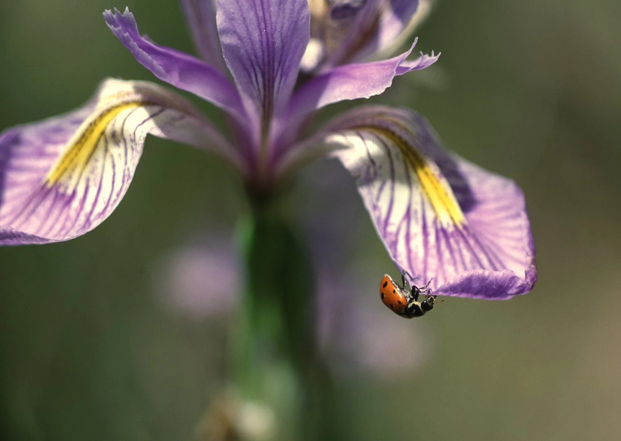 Ladybug Iris.jpg