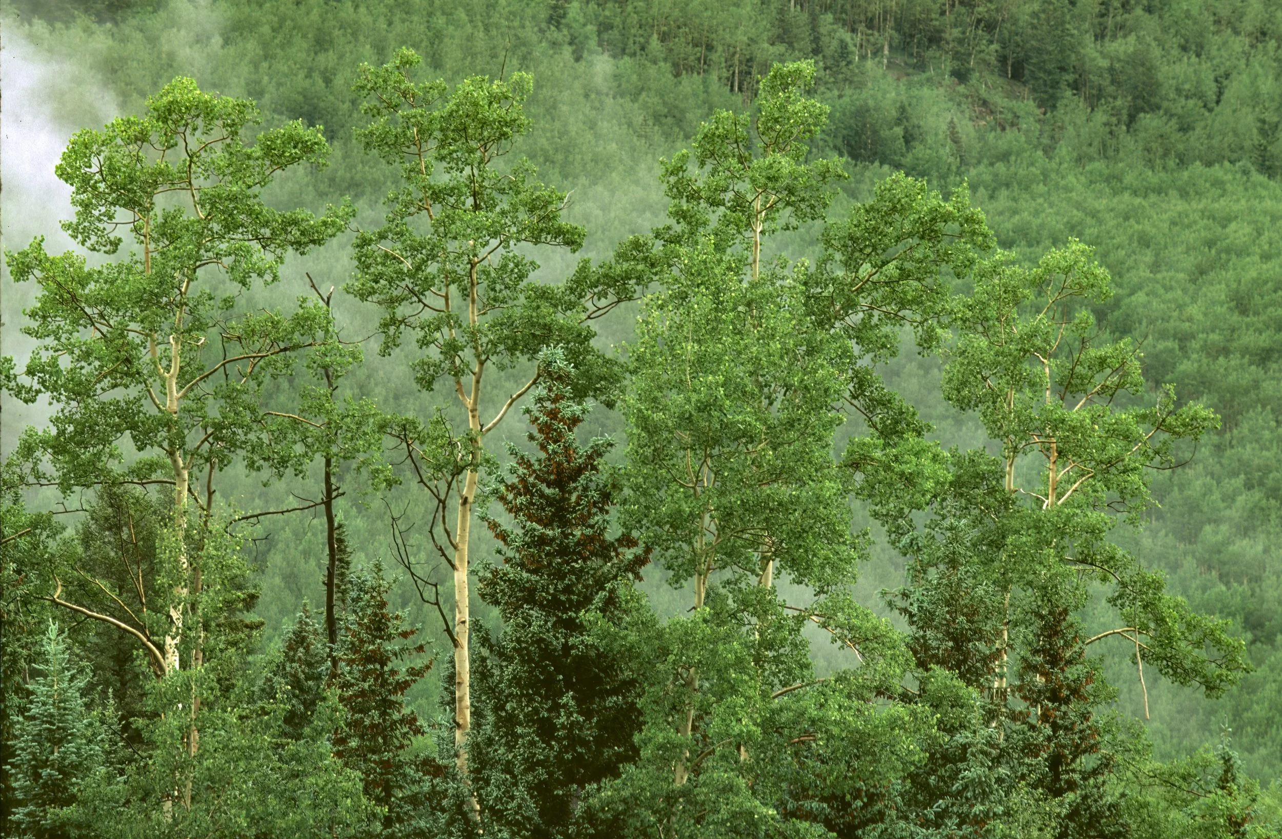 Clouds in the Aspens-Edit.jpg