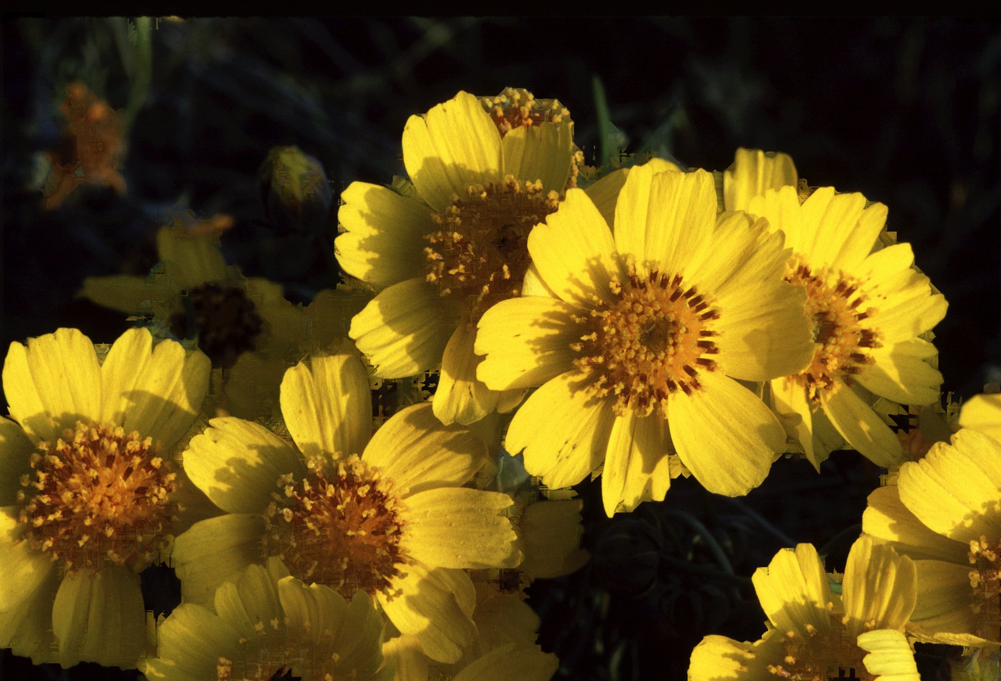 Desert Marigolds.jpg