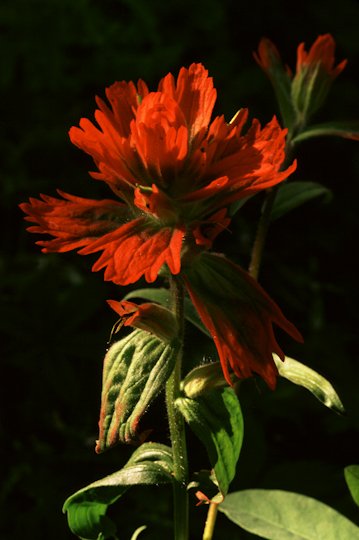 Indian Paintbrush.jpg