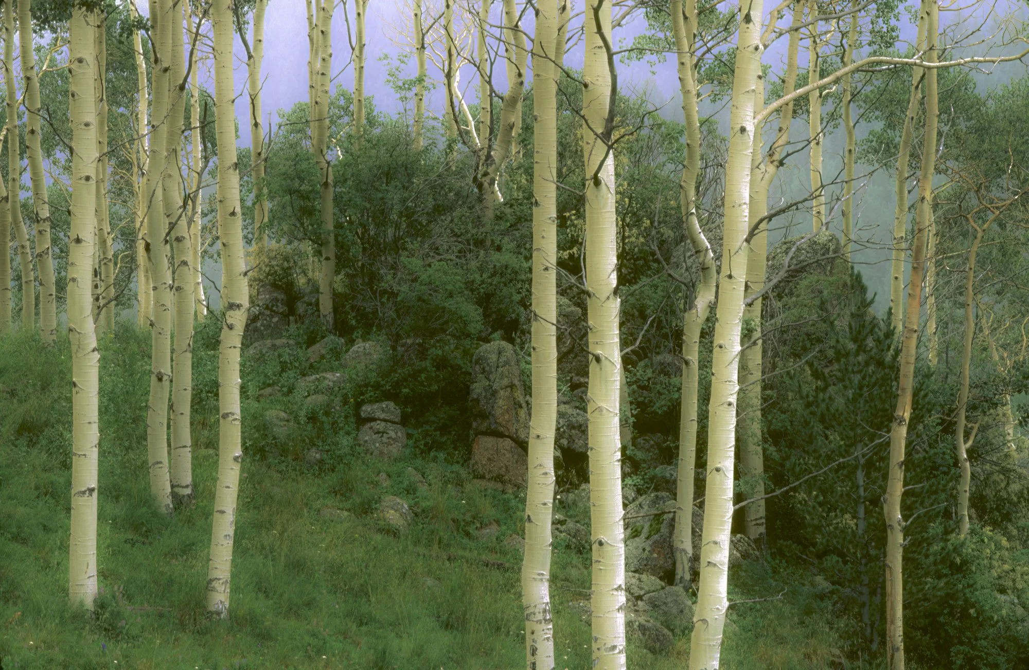 Aspens in Fog Greenhorn Mnt H-Edit.jpg