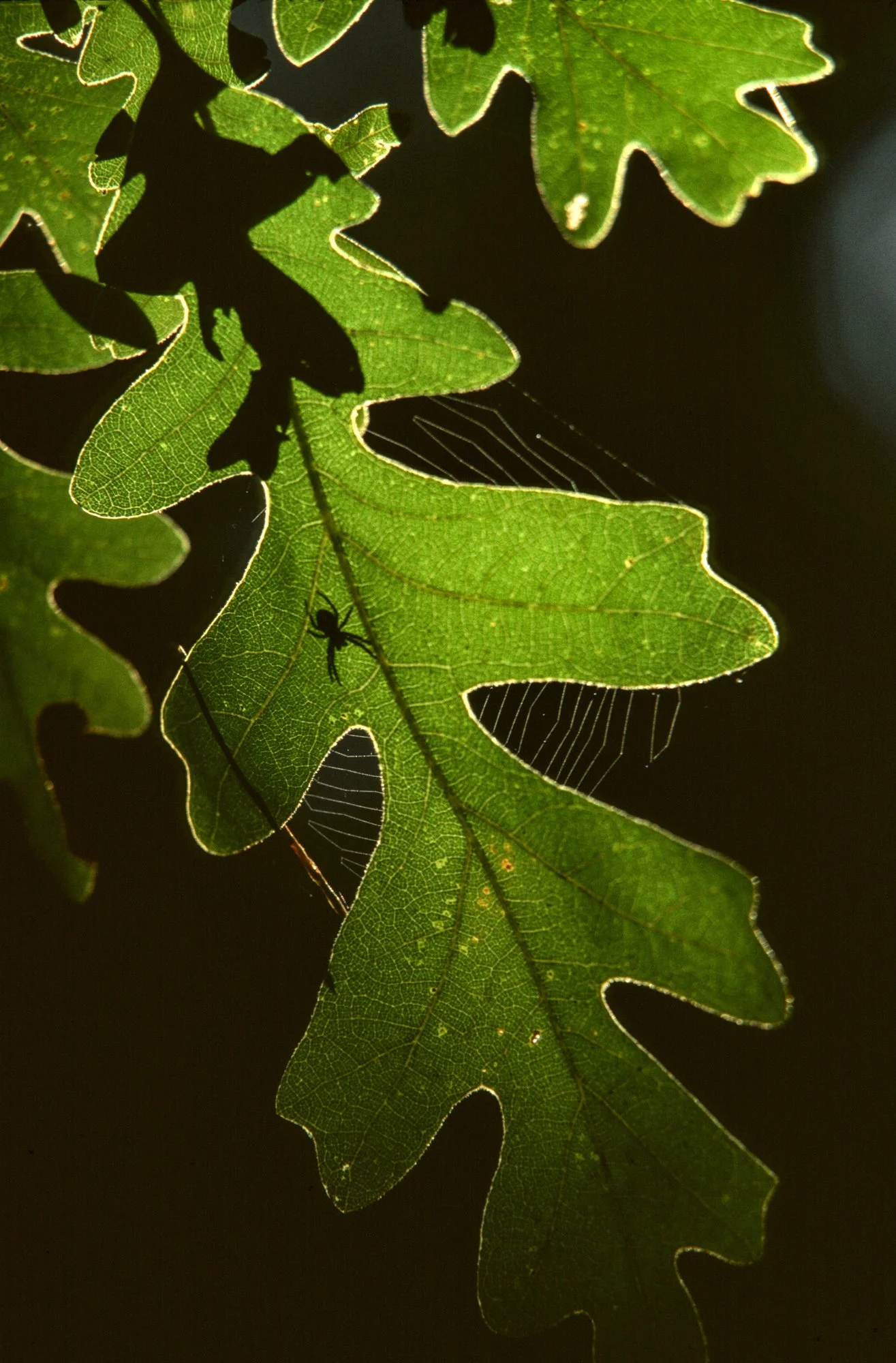 Oak Leaf and Spider Silhouette Ruidoso New Mexico.jpg