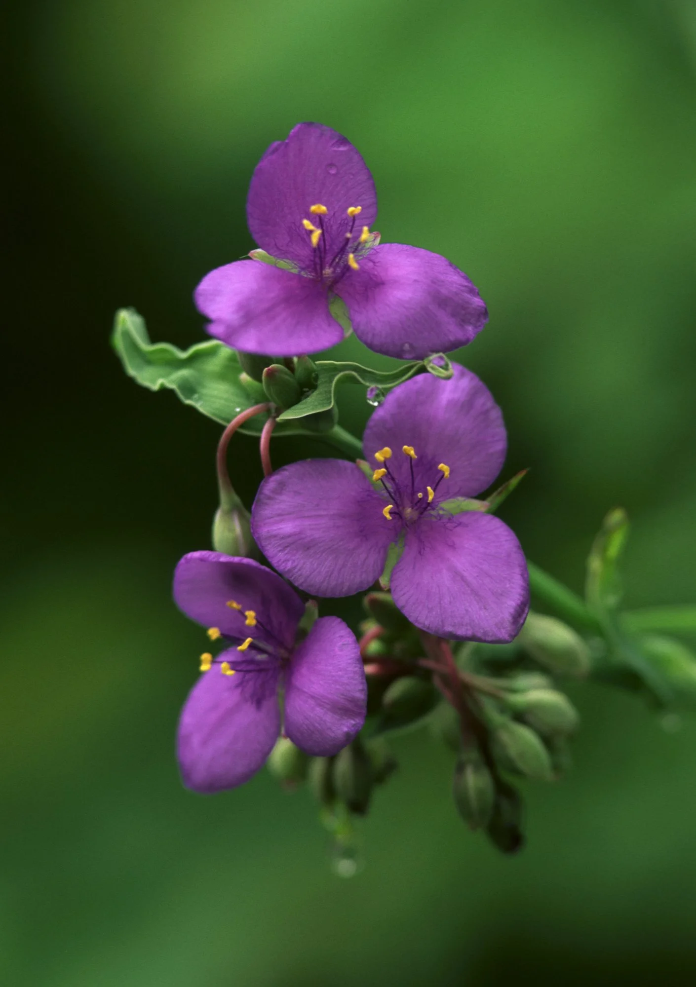 Trillium Indiana Dunes.jpg