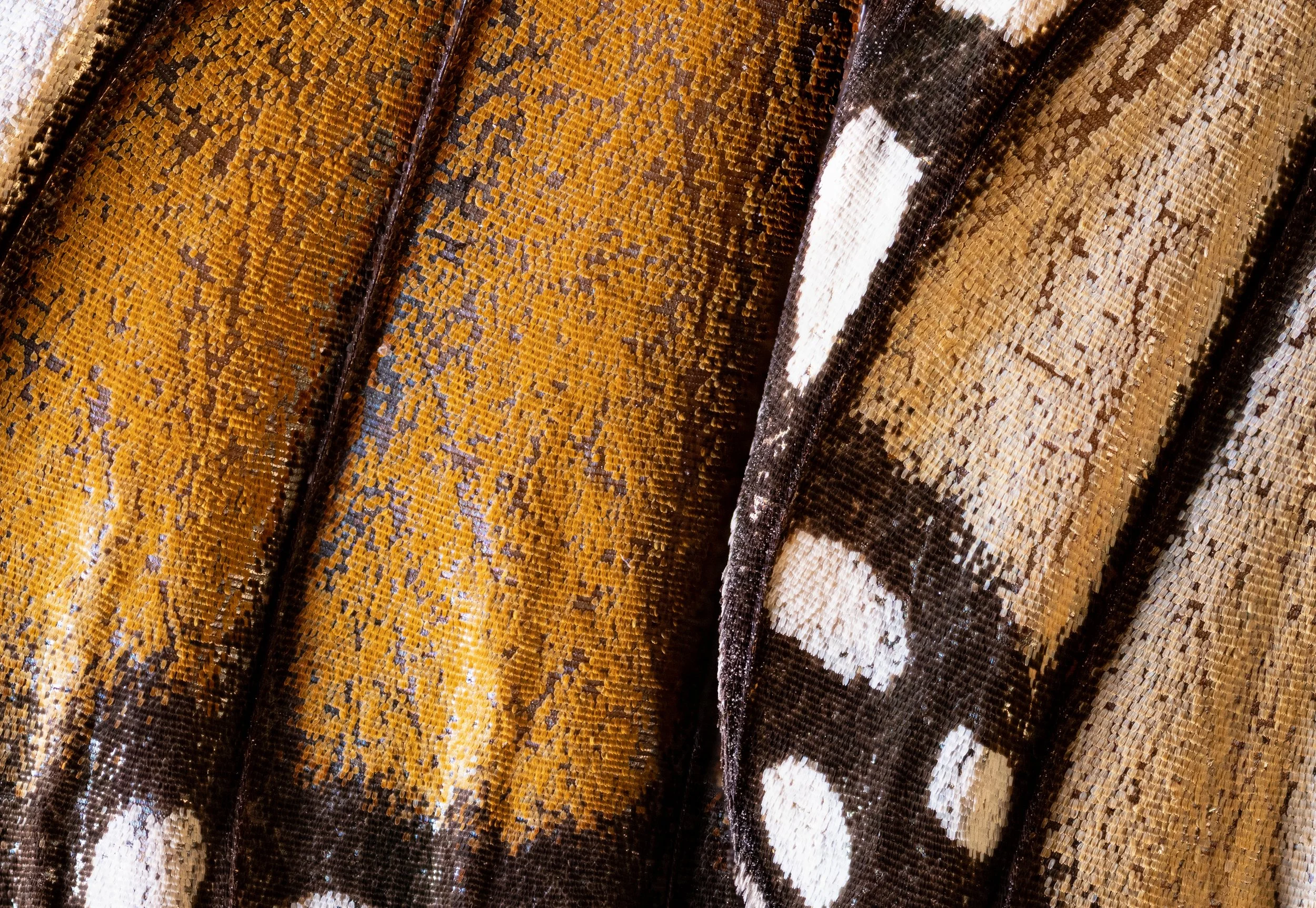 Butterfly Wing-3.jpg