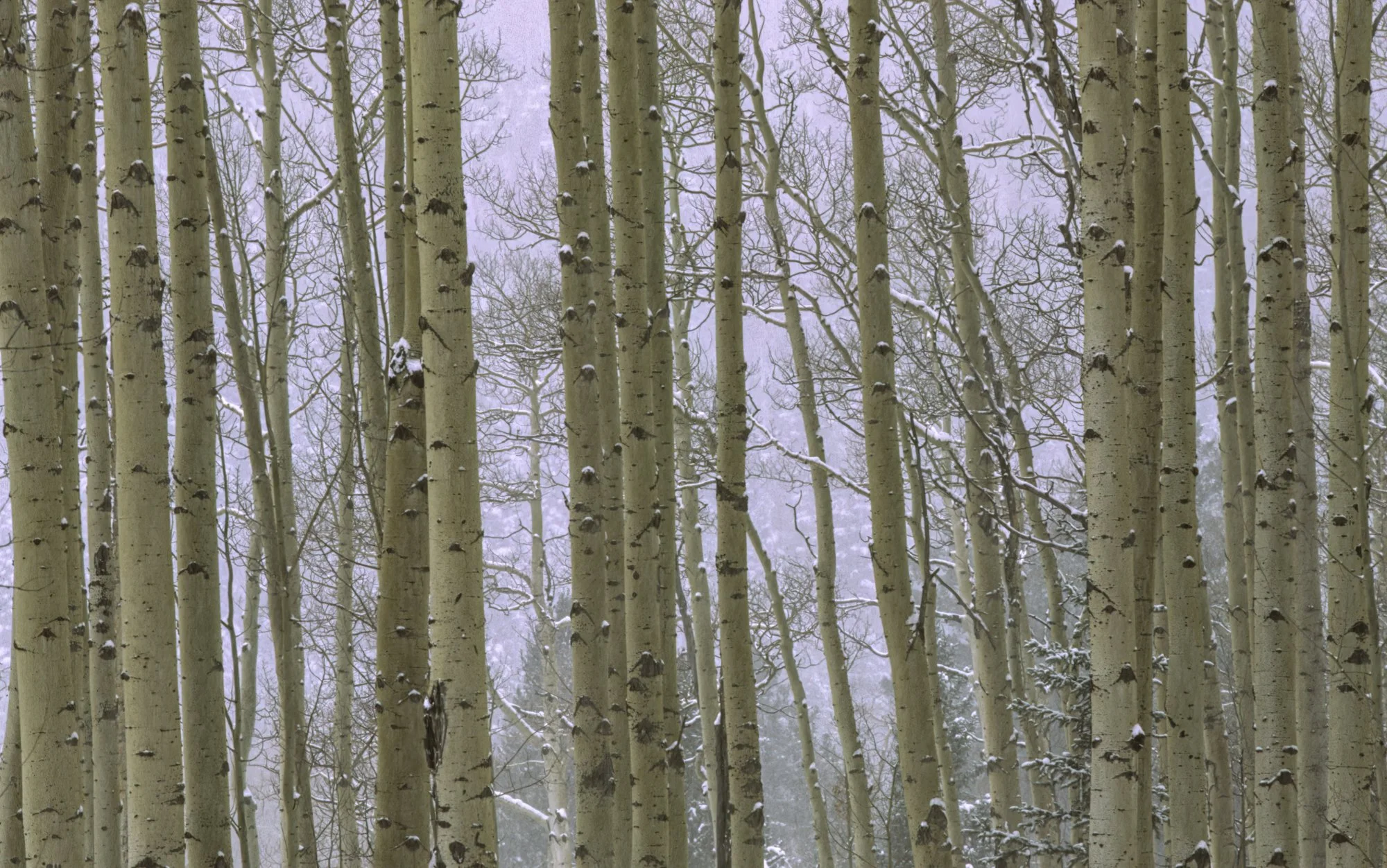 Aspen Trunks in Snow and Fog-Edit.jpg