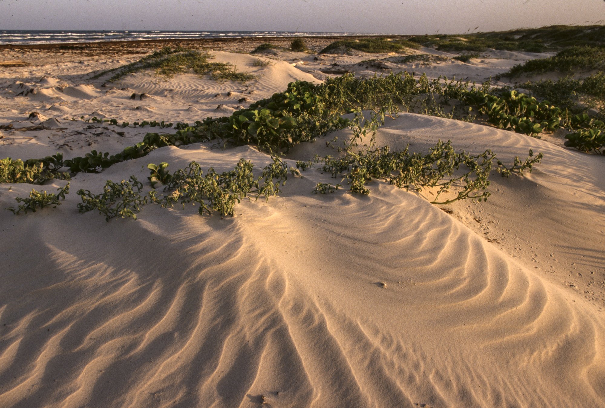 Padre Island Beach Sand Dunes 3-2.jpg