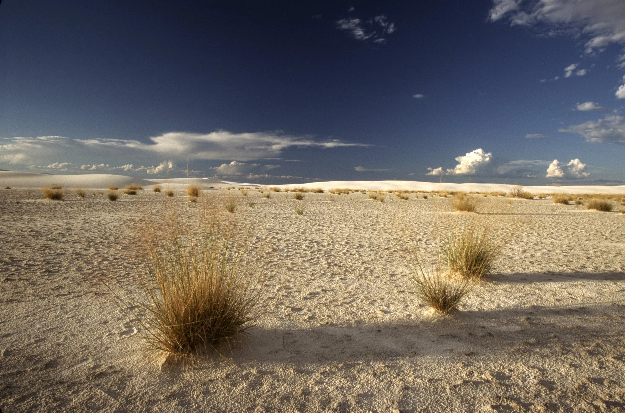 White Sands Bunchgrass-2.jpg