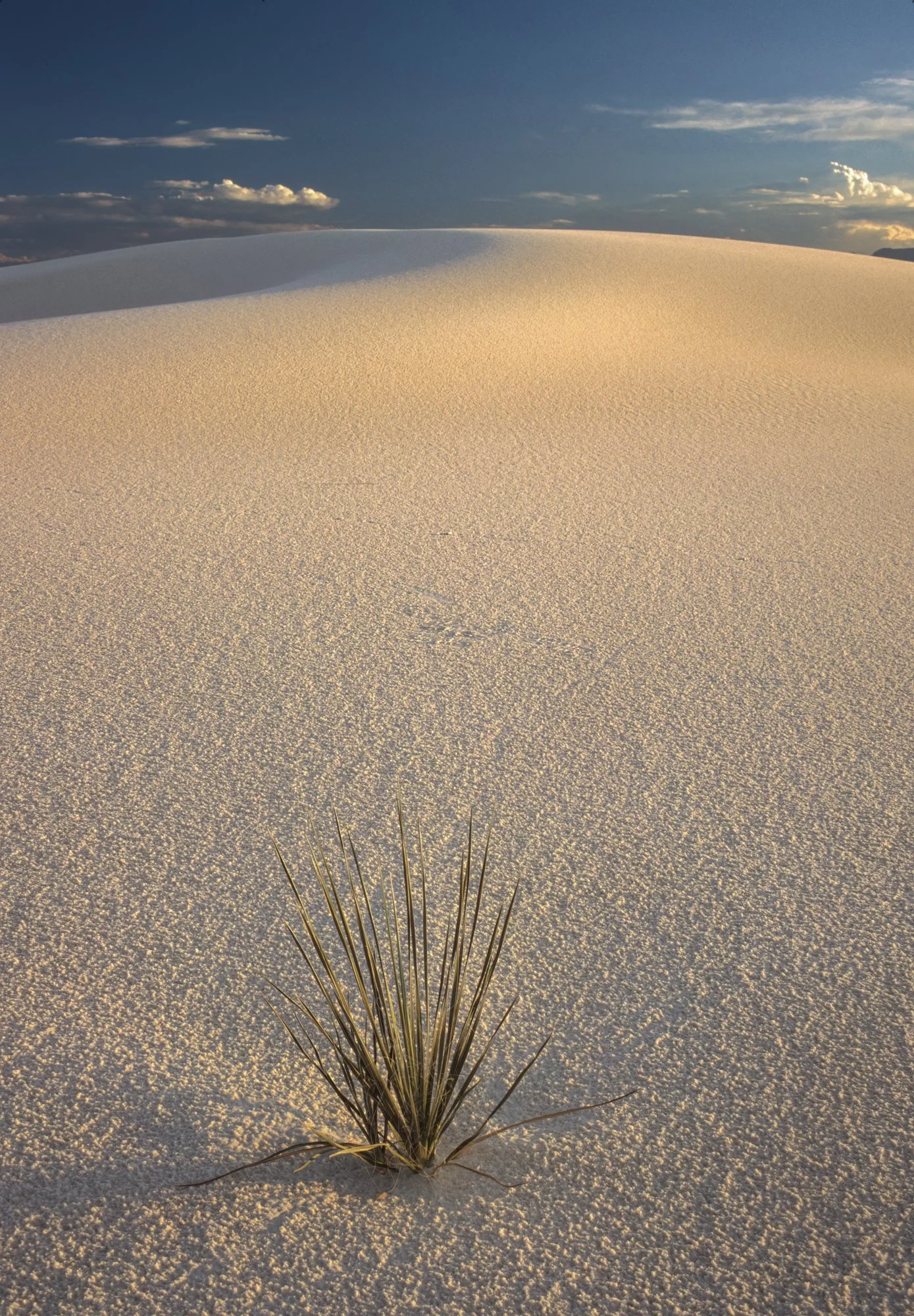 White Sands Yucca V 2-Edit.jpg