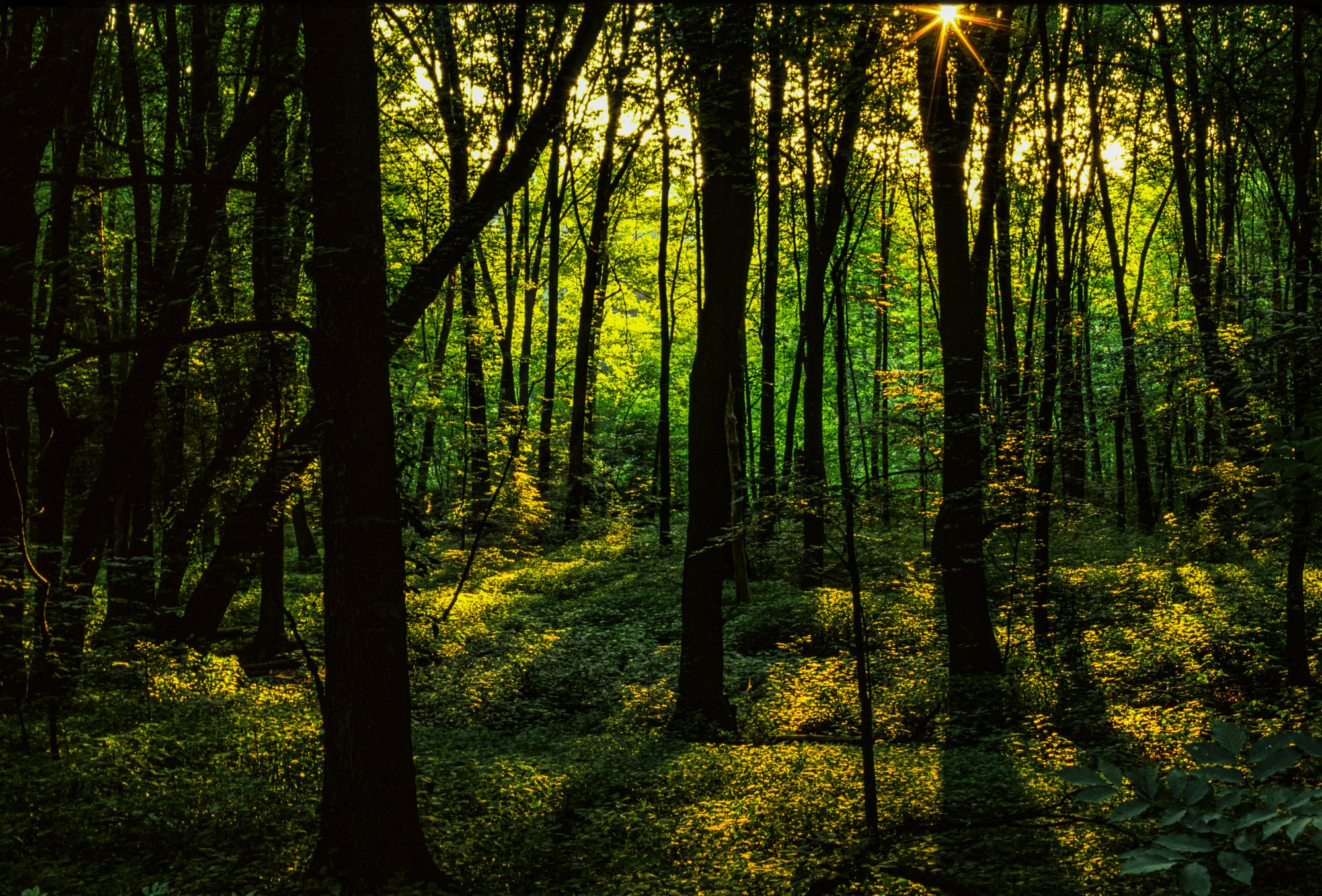 Sunstar Indiana Woods.jpg